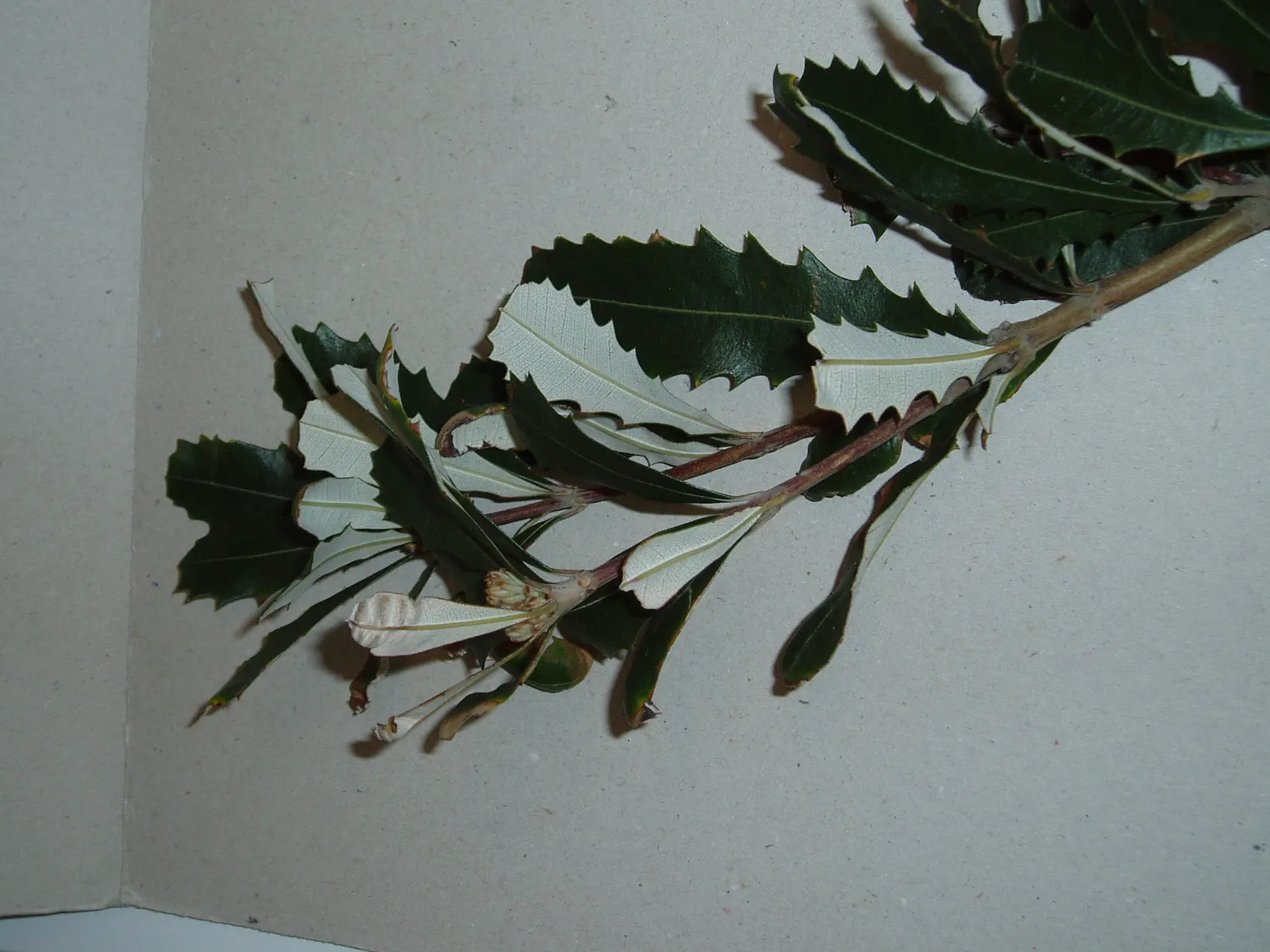 Coast Banksia (Banksia Integrifolia) — Coast Banksia (Banksia integrifolia) is a robust; its pale yellow flower spikes, 4-12 inches long, bloom in, image 82