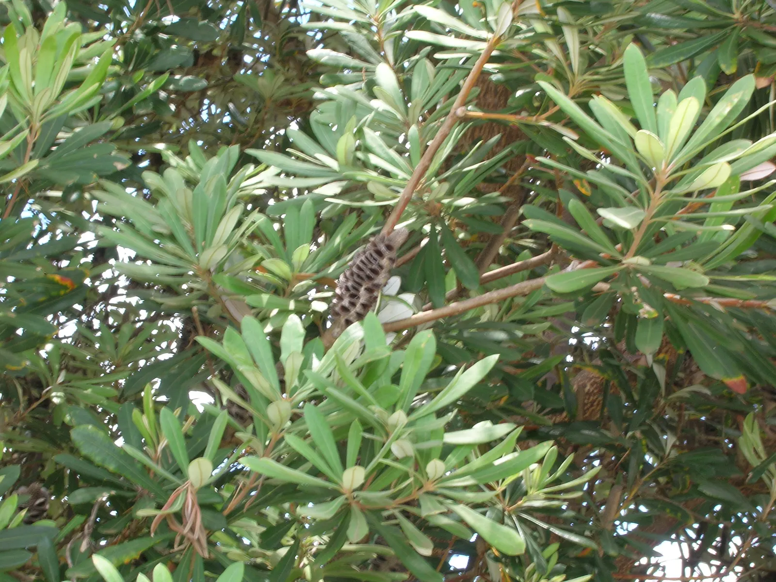 Coast Banksia (Banksia Integrifolia) — They are elongated and leathery, image 122