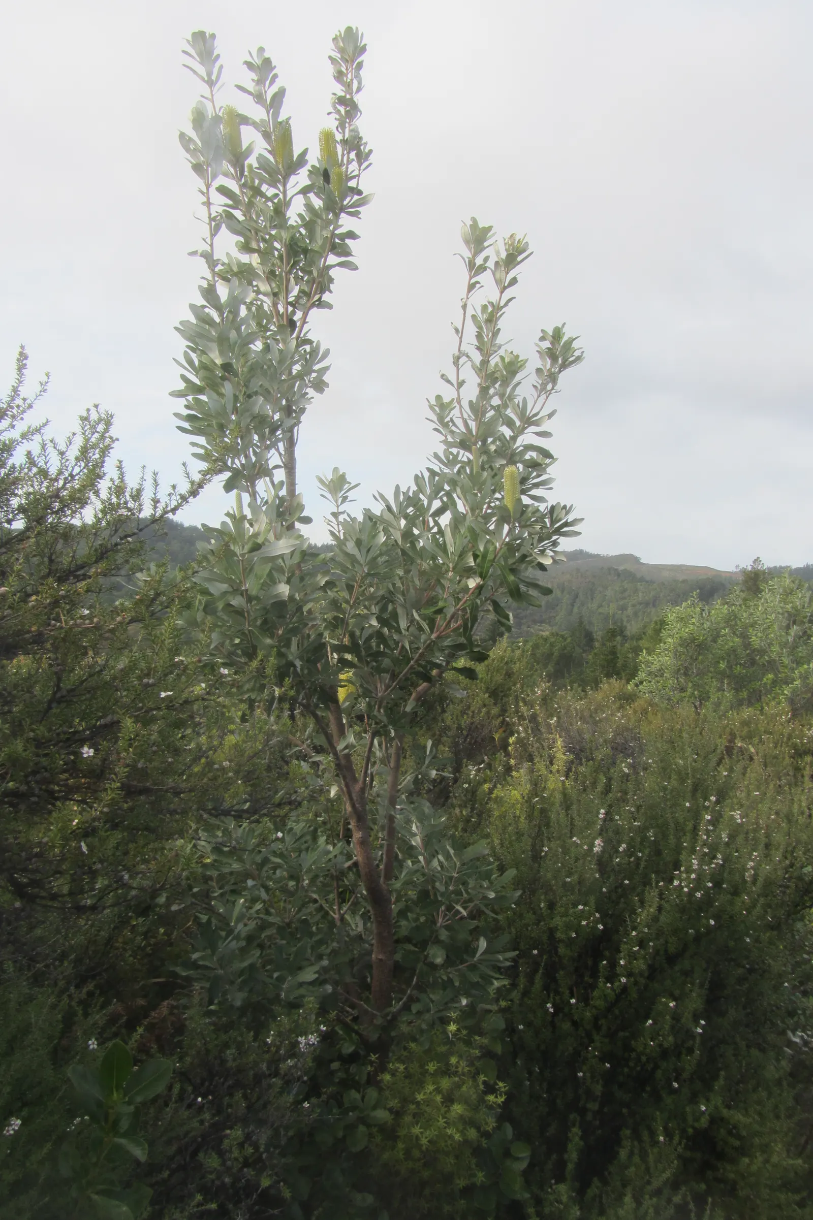 Coast Banksia (Banksia Integrifolia) — showcasing a bountiful source of nectar that attracts a wide array of pollinators; it's worth noting that, image 73