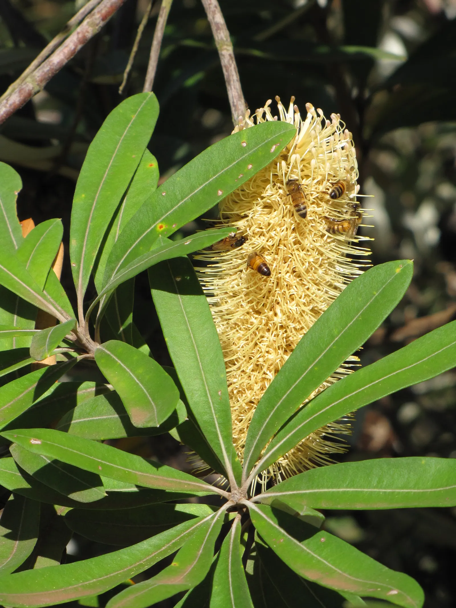 Coast Banksia (Banksia Integrifolia) — Its pale yellow flower spikes, 4-12 inches long, bloom in fall/spring, attracting pollinators