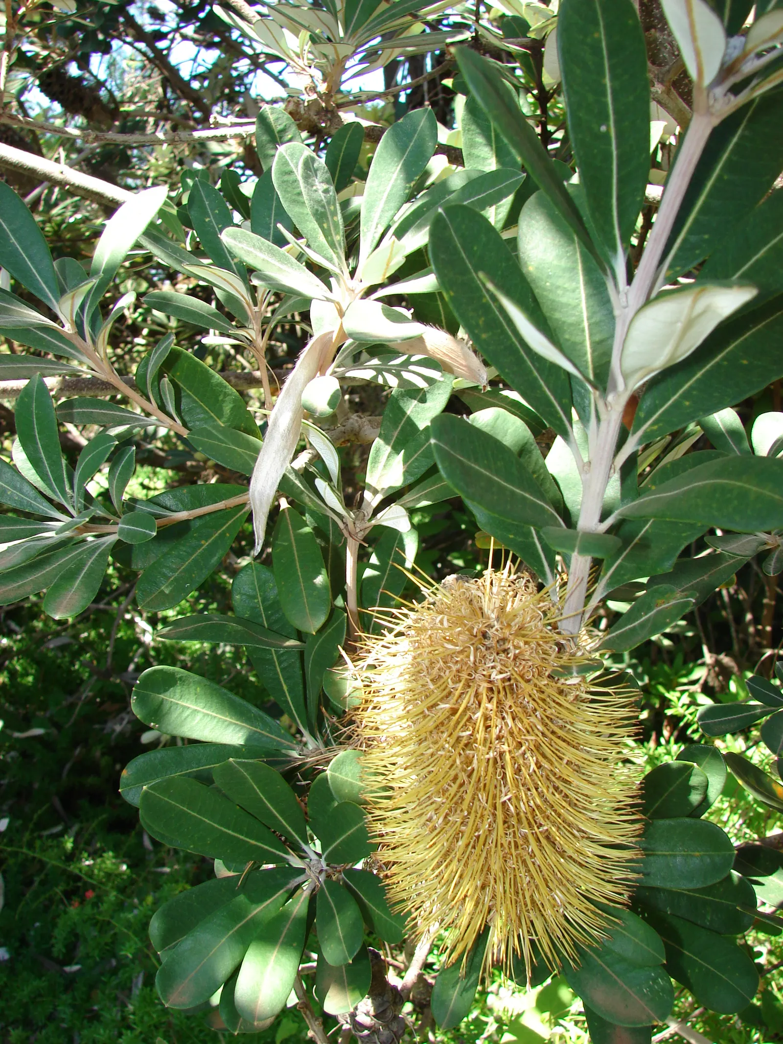 Coast Banksia (Banksia Integrifolia) — These blossoms are pale yellow to greenish in hue and can reach up to 4 inches in length