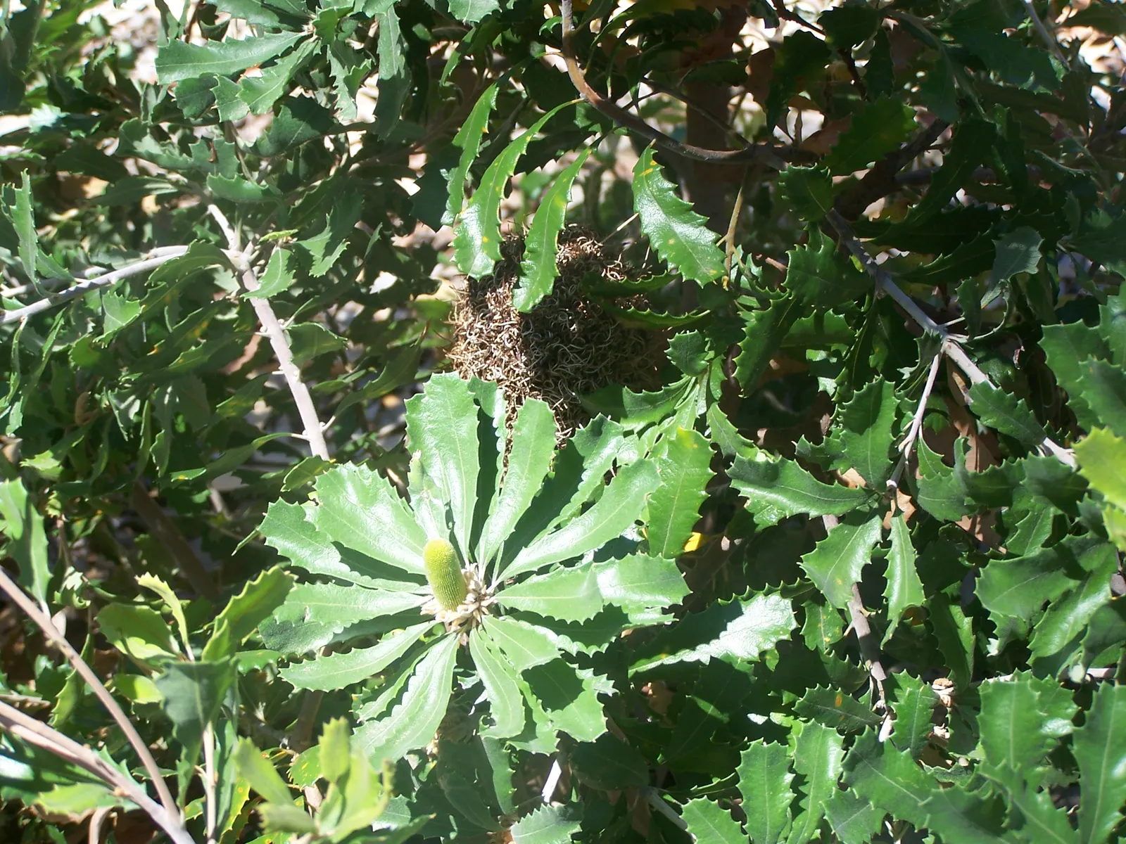 Coast Banksia (Banksia Integrifolia) — It is resilient to salt spray and wind, making it an excellent choice for coastal landscapes; esteemed for, image 102