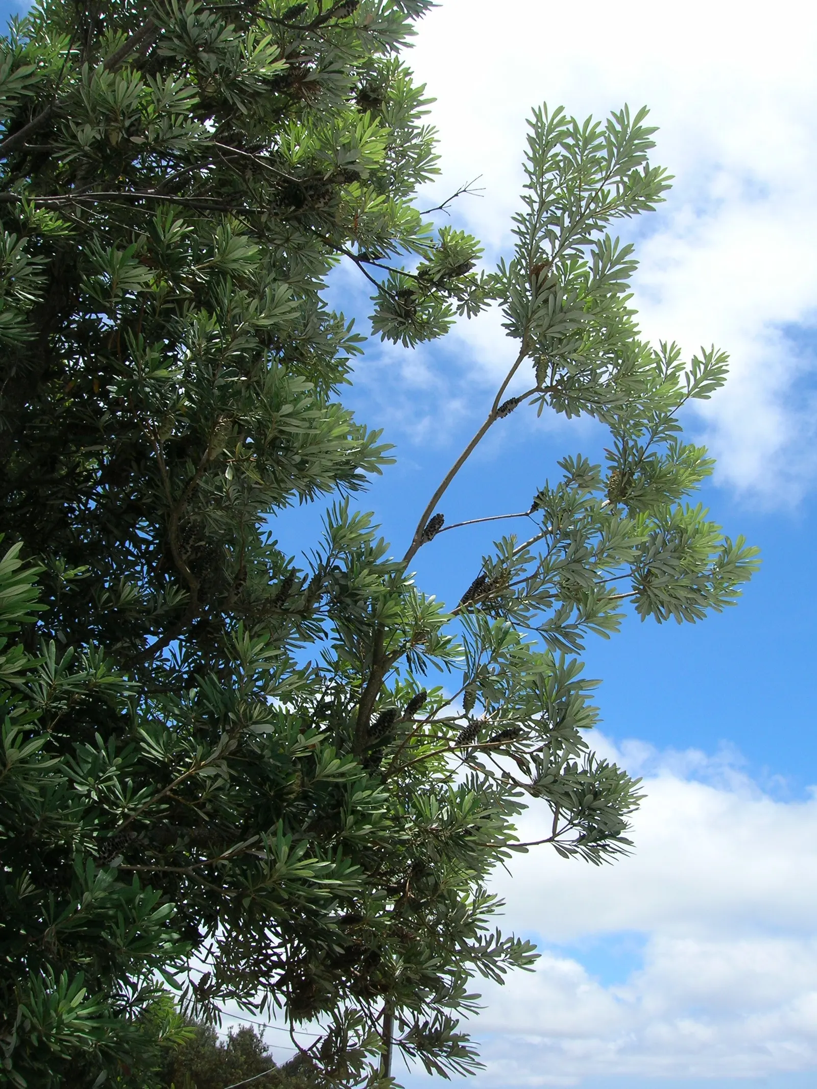 Coast Banksia (Banksia Integrifolia) — it can soar to a majestic 70 feet