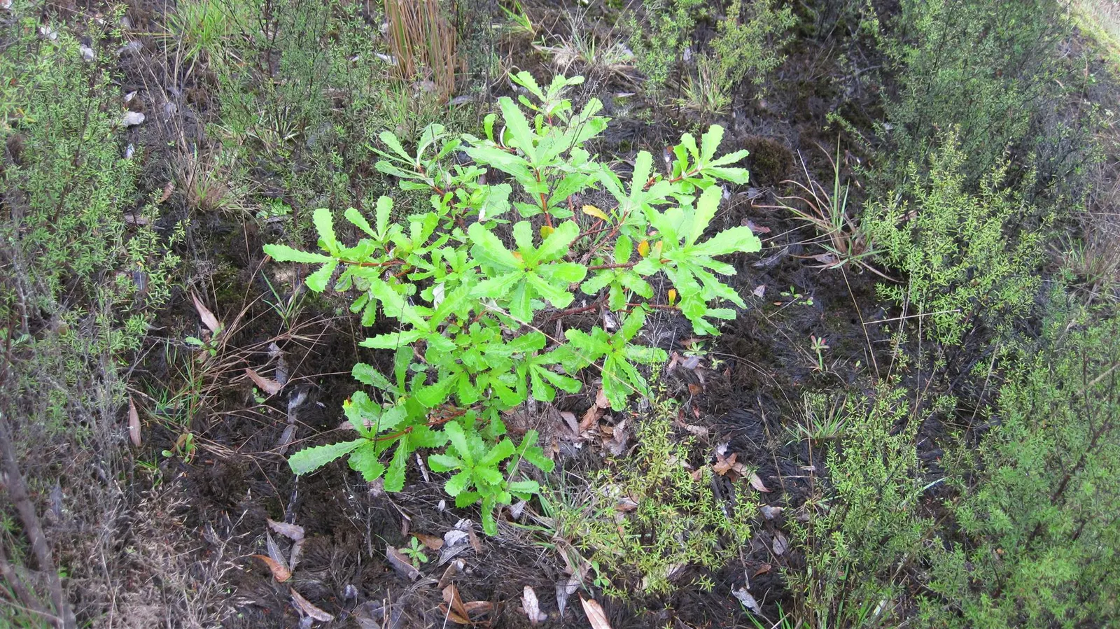 Coast Banksia (Banksia Integrifolia) — shrub / tree for full; this makes it a sustainable choice that adds both ecological value and aesthetic, image 81