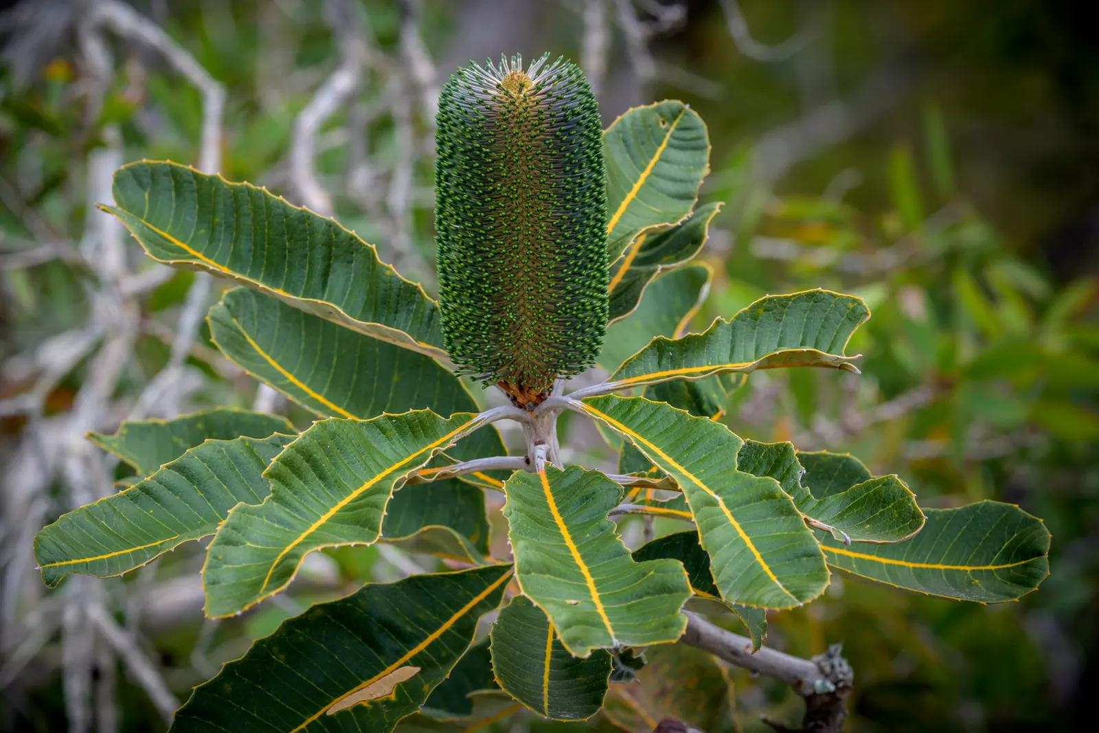 Coast Banksia (Banksia Integrifolia) — it can soar to a majestic 70 feet; including birds and bees.<br><br>Adaptable to a range of soils, image 119