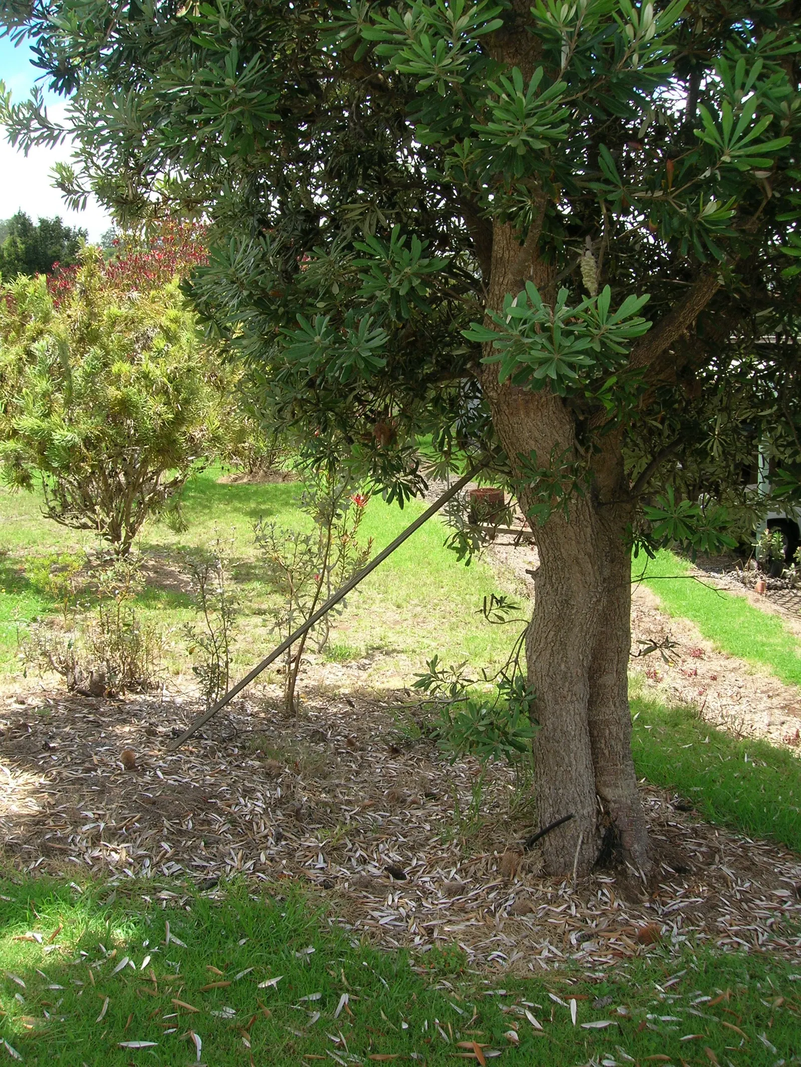 Coast Banksia (Banksia Integrifolia) — It reaches 49-98 feet tall, displaying dark green leaves with silver undersides; flowering commonly occurs, image 111