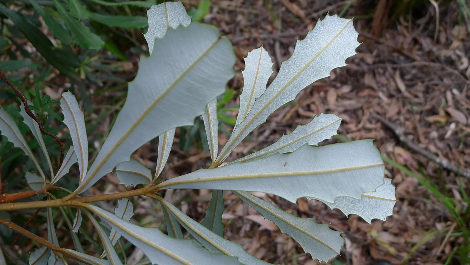 Coast Banksia (Banksia Integrifolia) — The leaves of the Coast Banksia are a deep green above with a silver-grey underside; shrub / tree for full, image 120