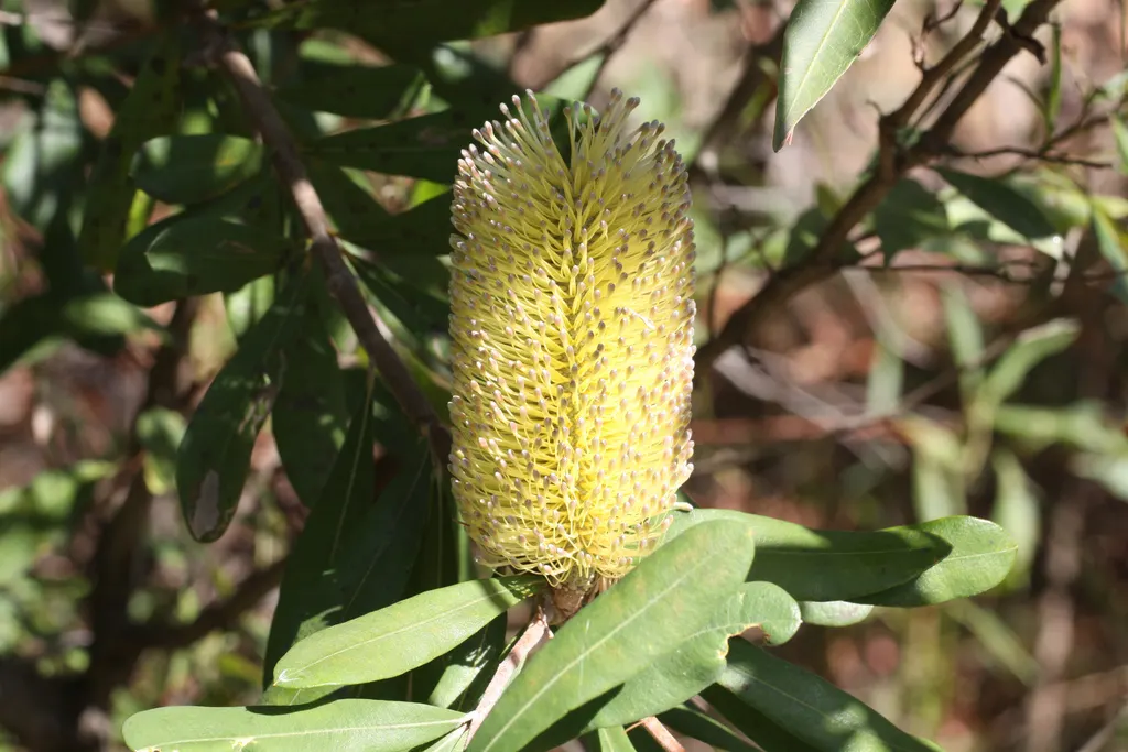 Coast Banksia (Banksia Integrifolia) — showcasing a bountiful source of nectar that attracts a wide array of pollinators; it's worth noting that, image 100