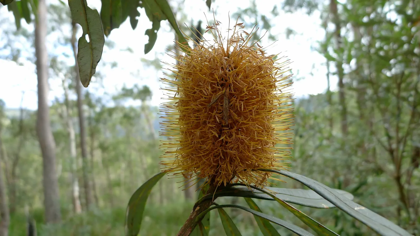 Coast Banksia (Banksia Integrifolia) — It is resilient to salt spray and wind, making it an excellent choice for coastal landscapes; esteemed for its