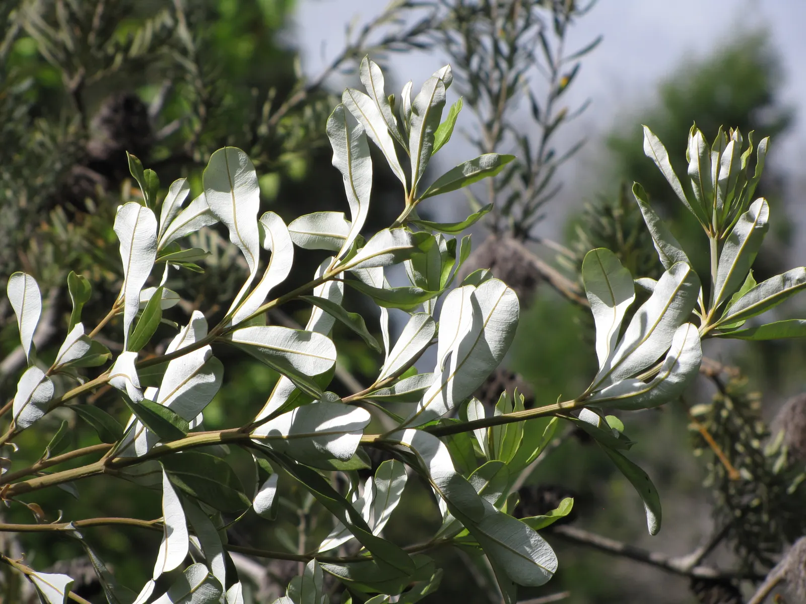 Coast Banksia (Banksia Integrifolia) — it can soar to a majestic 70 feet; including birds and bees.<br><br>Adaptable to a range of soils, image 65
