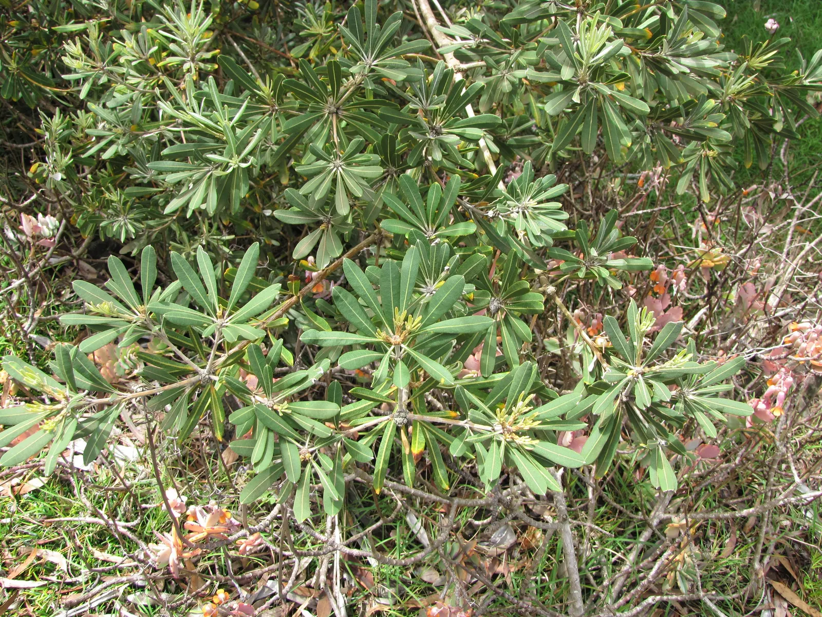 Coast Banksia (Banksia Integrifolia) — They are elongated and leathery, image 95