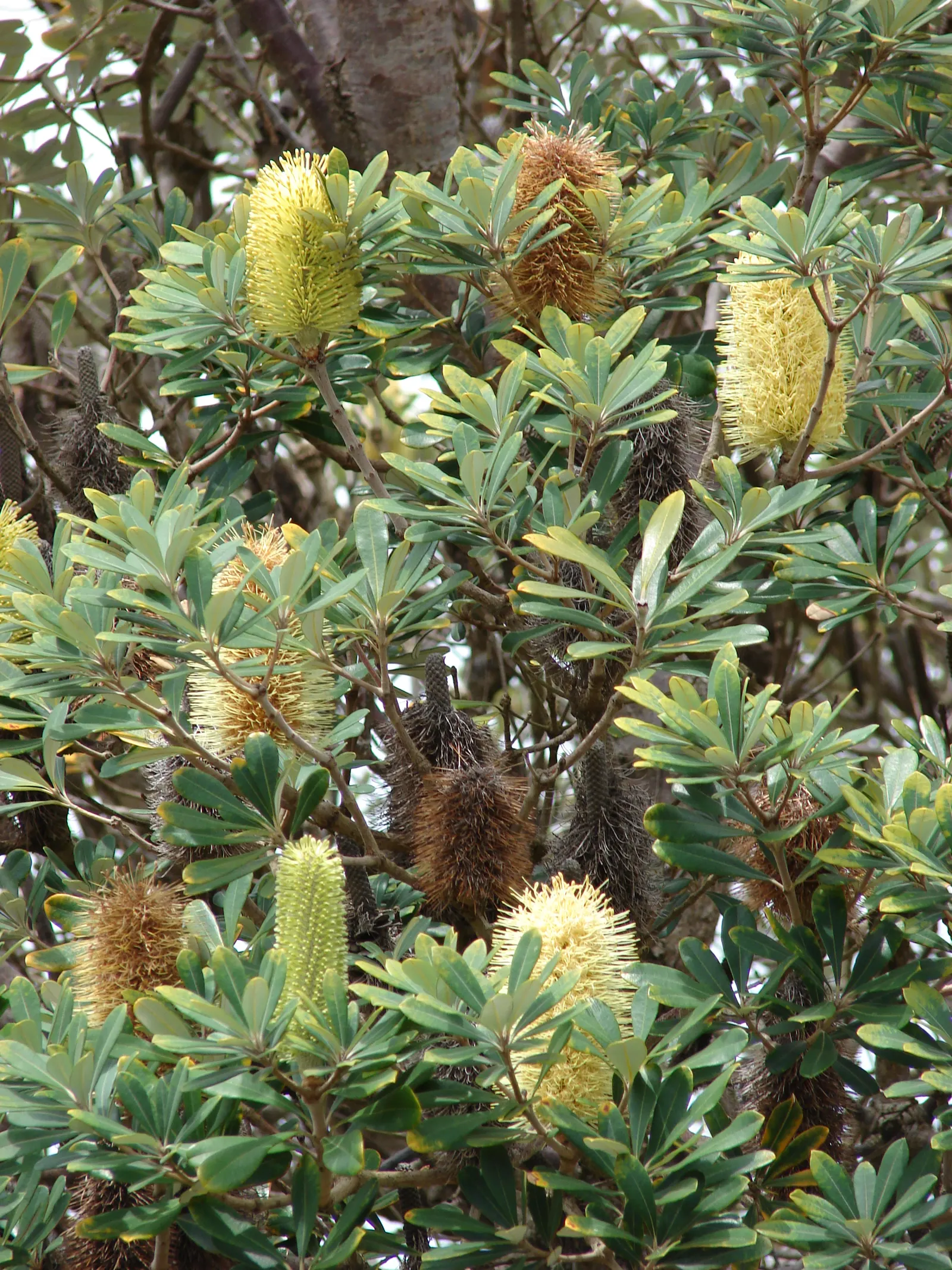Coast Banksia (Banksia Integrifolia) — This makes it a sustainable choice that adds both ecological value and aesthetic appeal to any garden design