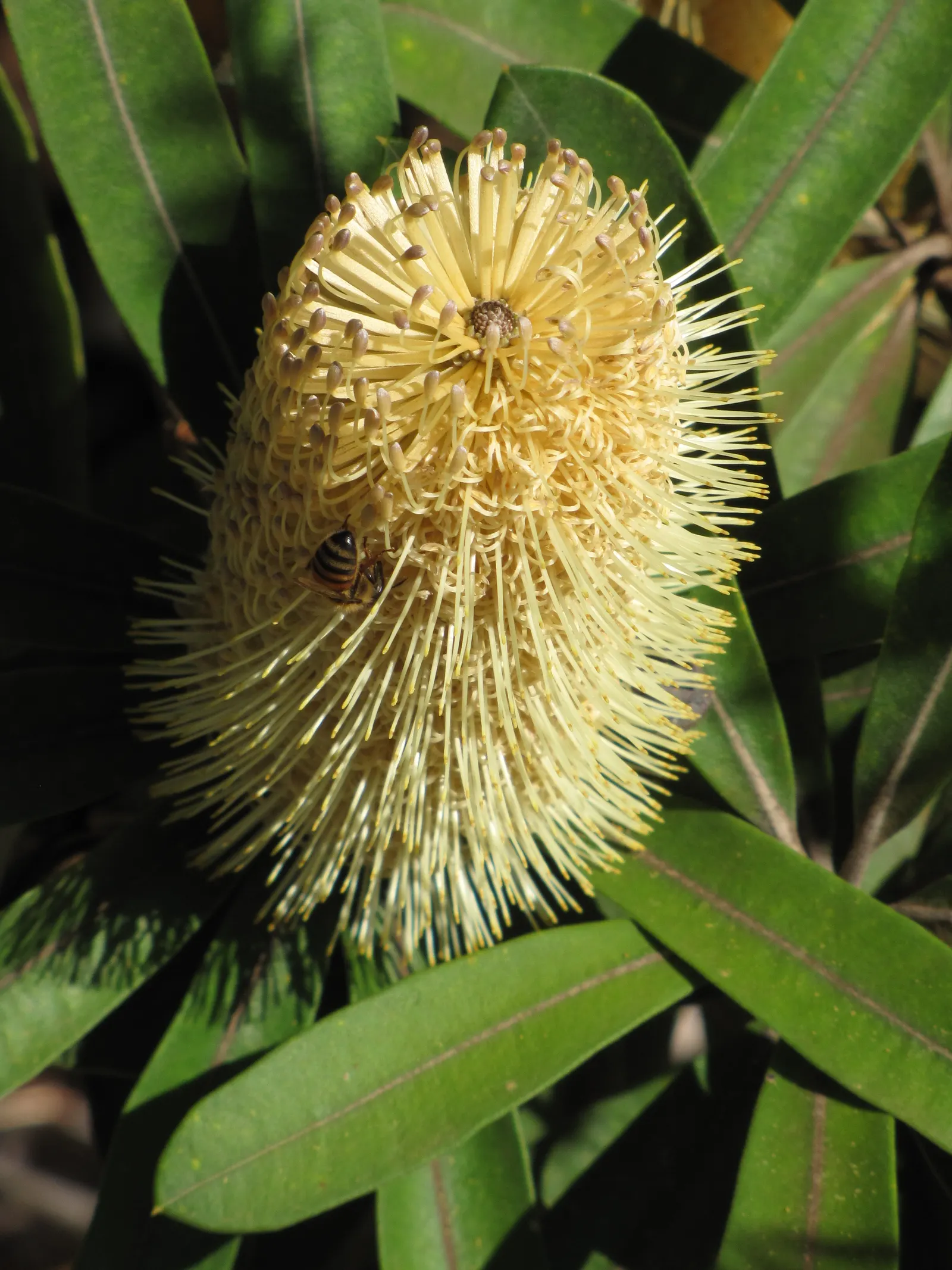 Coast Banksia (Banksia Integrifolia) — Its pale yellow flower spikes, 4-12 inches long, bloom in fall/spring, attracting pollinators; yellow flowers in the