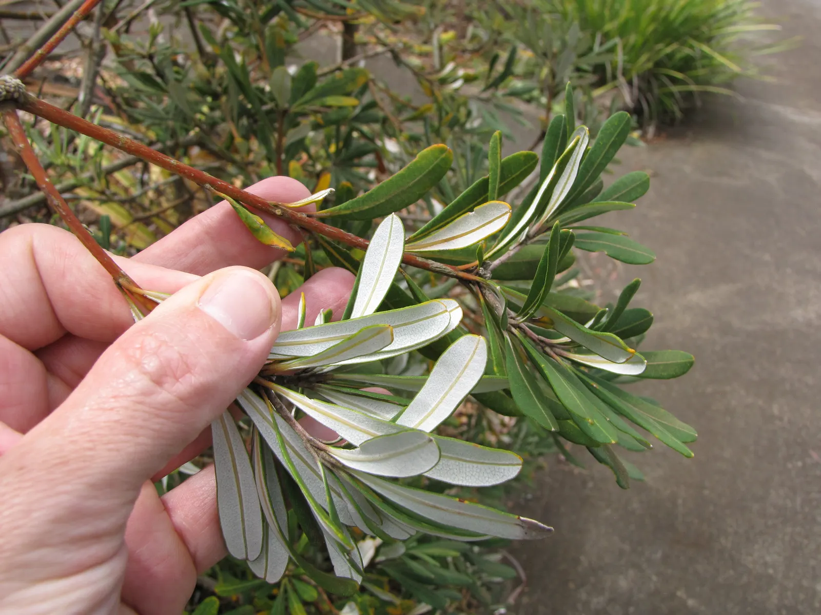 Coast Banksia (Banksia Integrifolia) — is a robust and versatile evergreen tree native to Australia; shrub / tree with yellow blooms, image 116