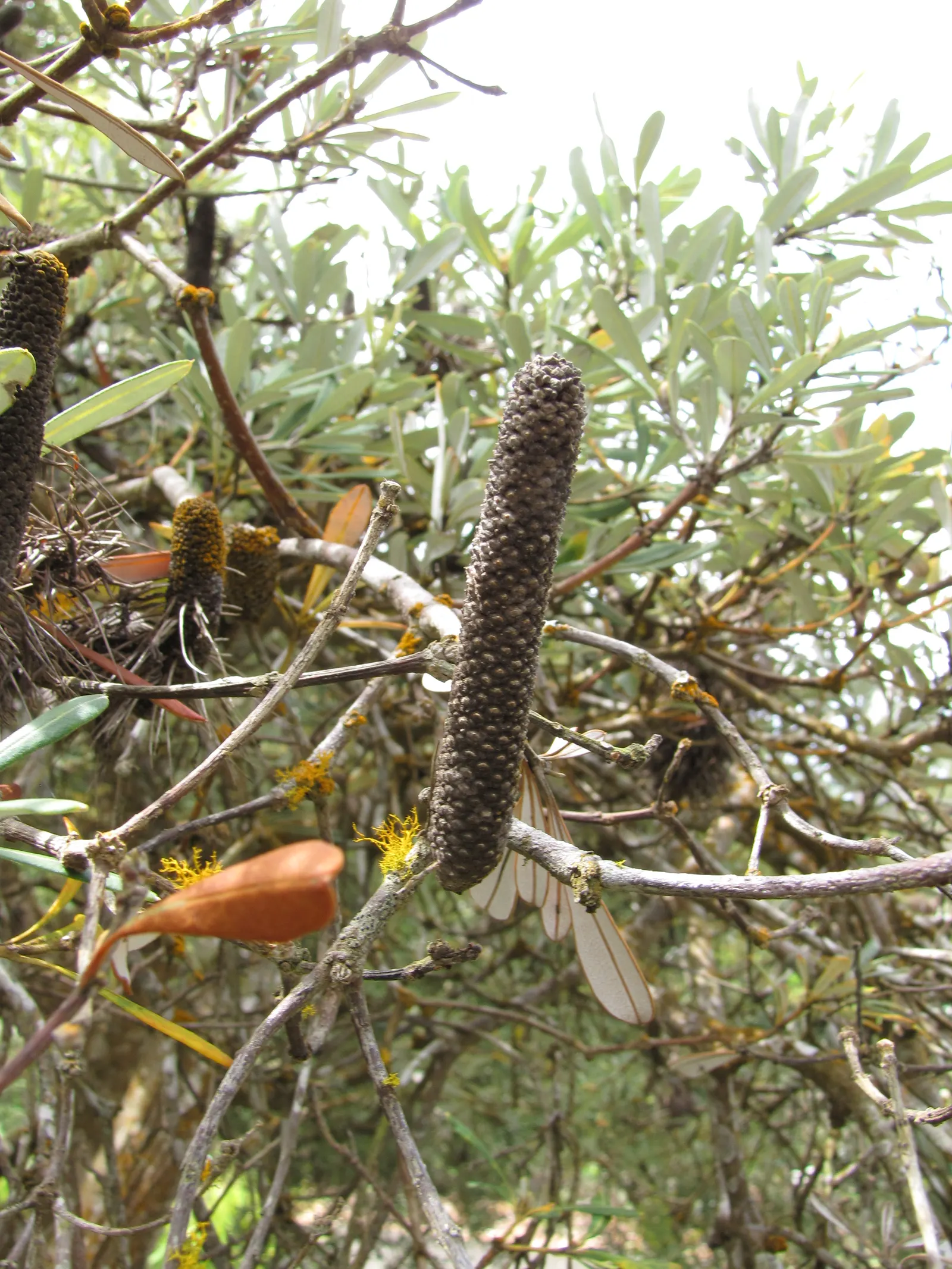 Coast Banksia (Banksia Integrifolia) — it's worth noting that Banksia integrifolia is exceptionally drought tolerant once established; which, image 103