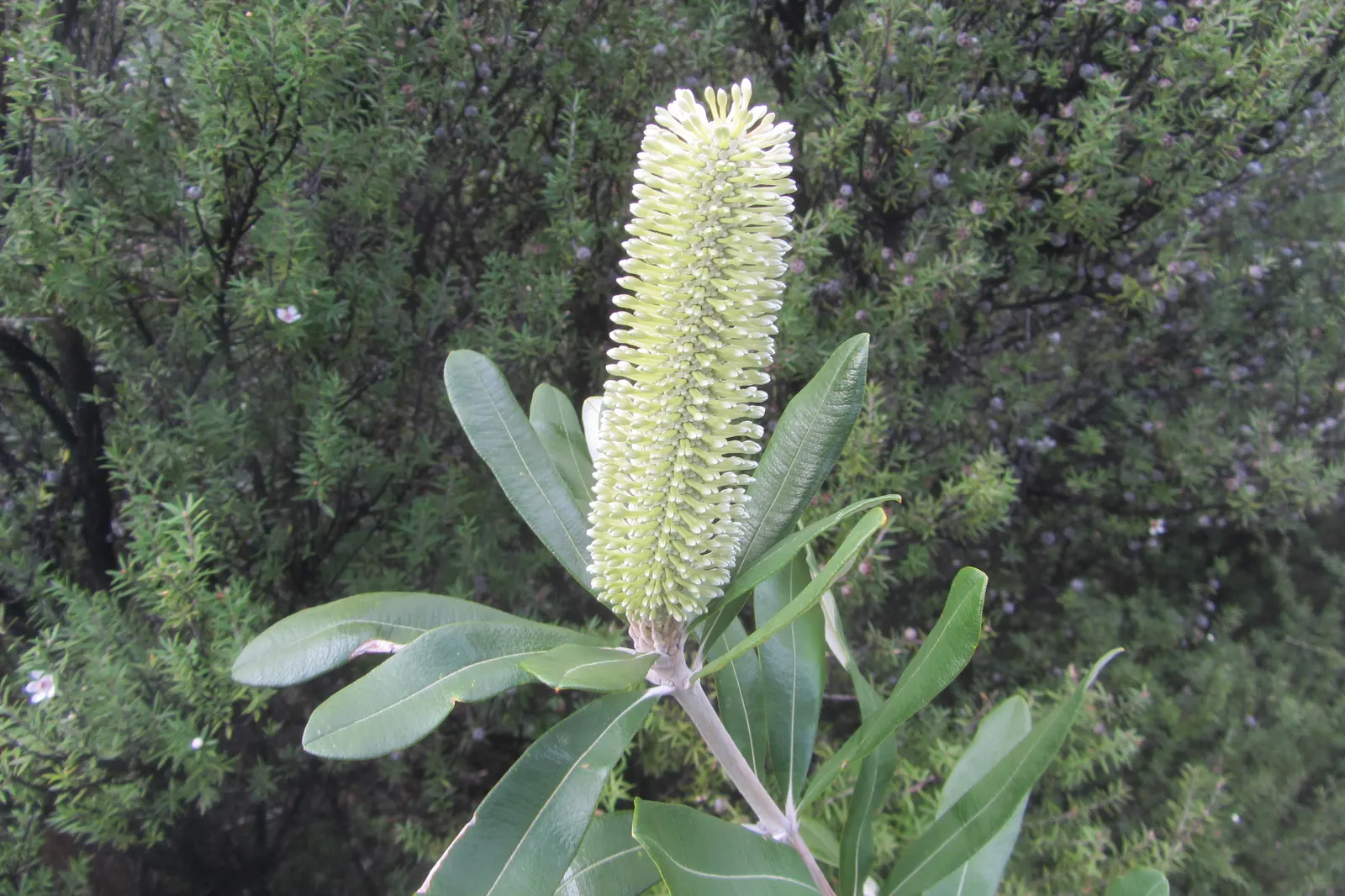 Coast Banksia (Banksia Integrifolia) — Flowering commonly occurs from late winter to midsummer; measuring 2 to 4 inches in length, image 126