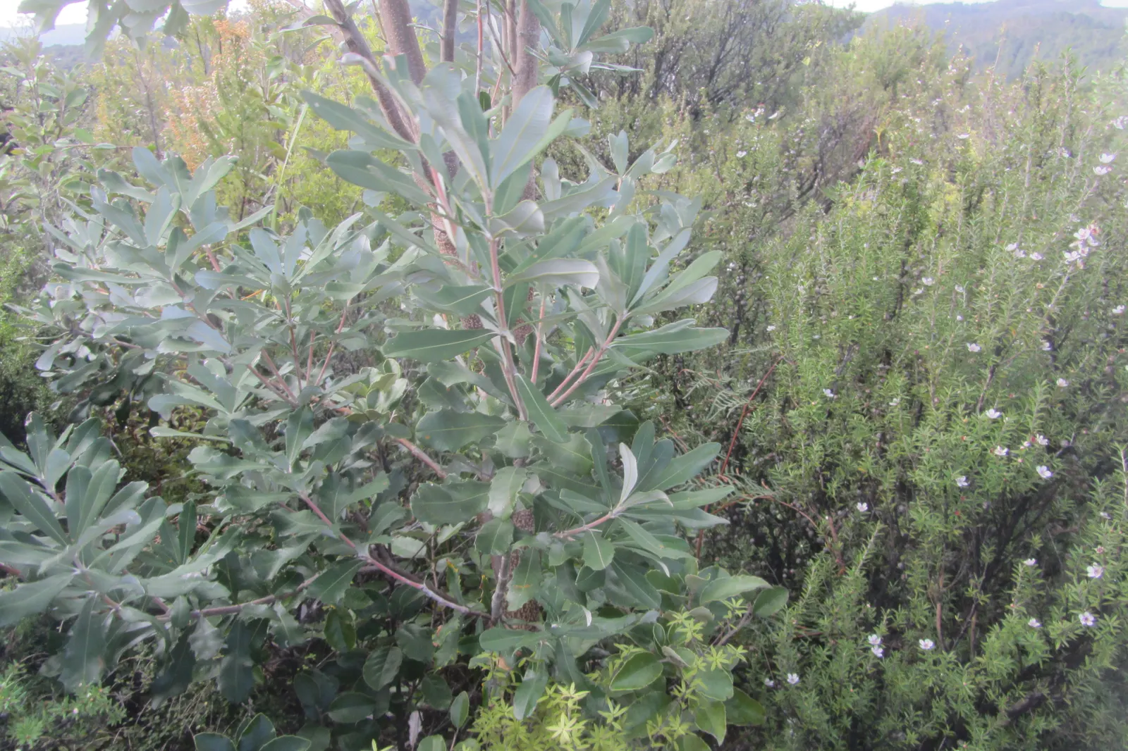 Coast Banksia (Banksia Integrifolia) — Adaptable to various climates, it tolerates salt spray, making it ideal for coastal landscapes, image 86