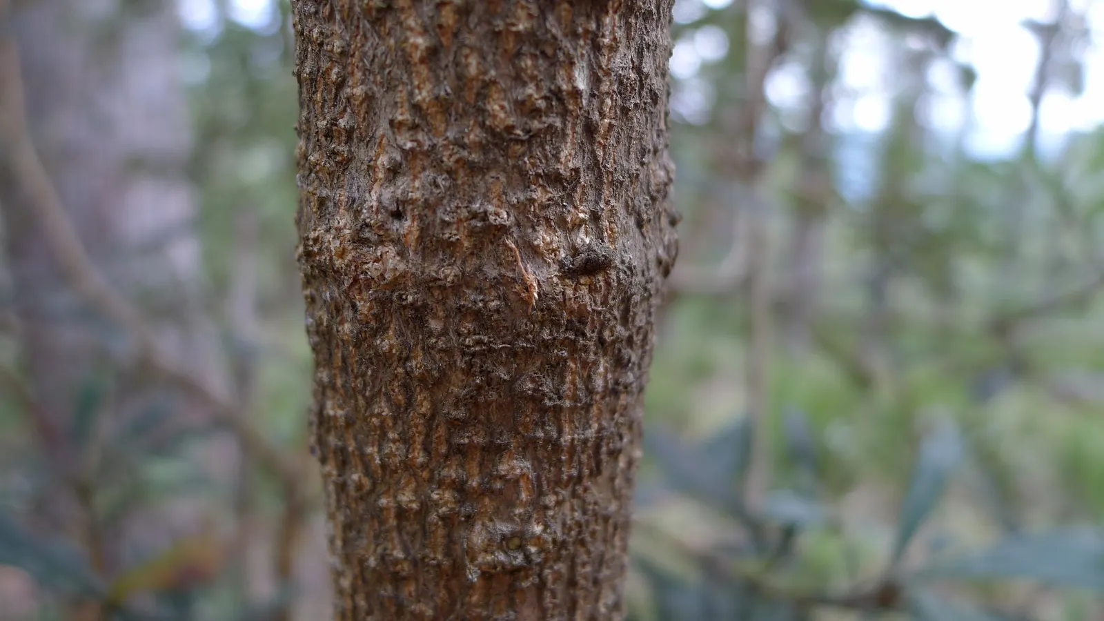 Coast Banksia (Banksia Integrifolia) — including birds and bees.<br><br>Adaptable to a range of soils; evergreen tree native to Australia, image 101