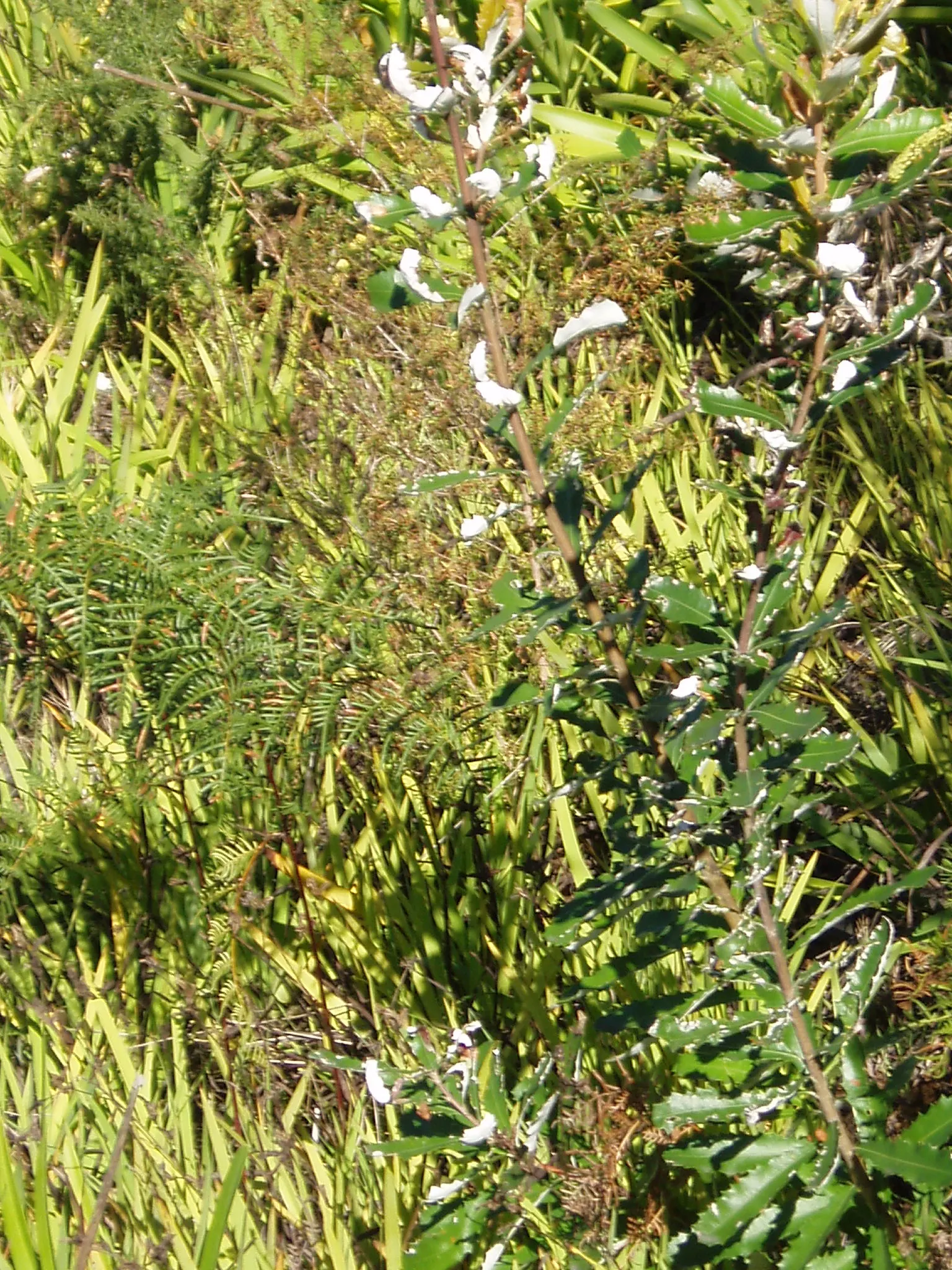 Coast Banksia (Banksia Integrifolia) — Esteemed for its distinctive foliage and striking floral displays; provides year-round interest with its distinctive