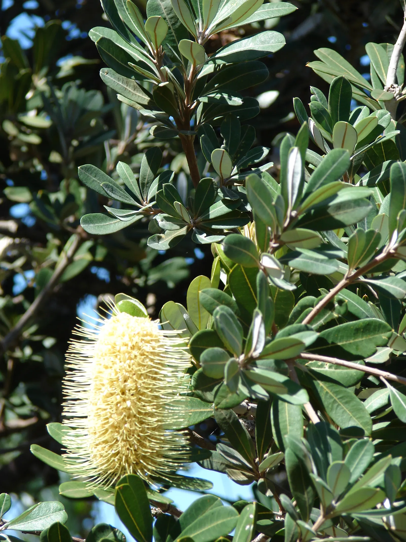 Coast Banksia (Banksia Integrifolia) — This makes it a sustainable choice that adds both ecological value and aesthetic appeal to any garden design; it reaches