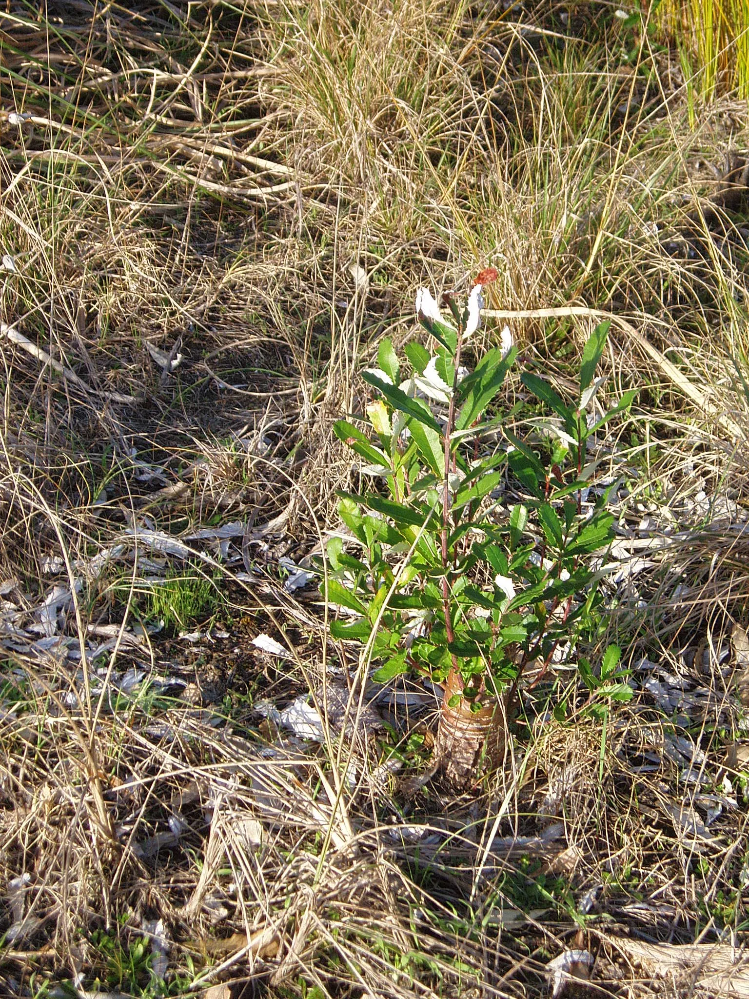 Coast Banksia (Banksia Integrifolia) — which resemble upright candles; coast Banksia (Banksia integrifolia) is a robust, image 70