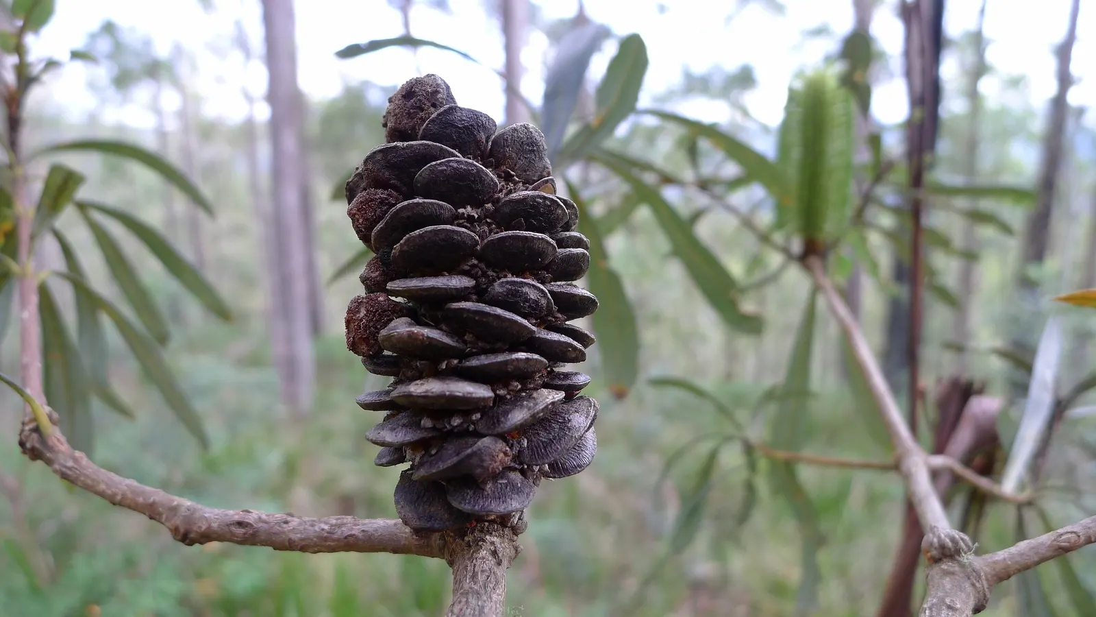 Coast Banksia (Banksia Integrifolia) — is a robust and versatile evergreen tree native to Australia; shrub / tree with yellow blooms, image 89
