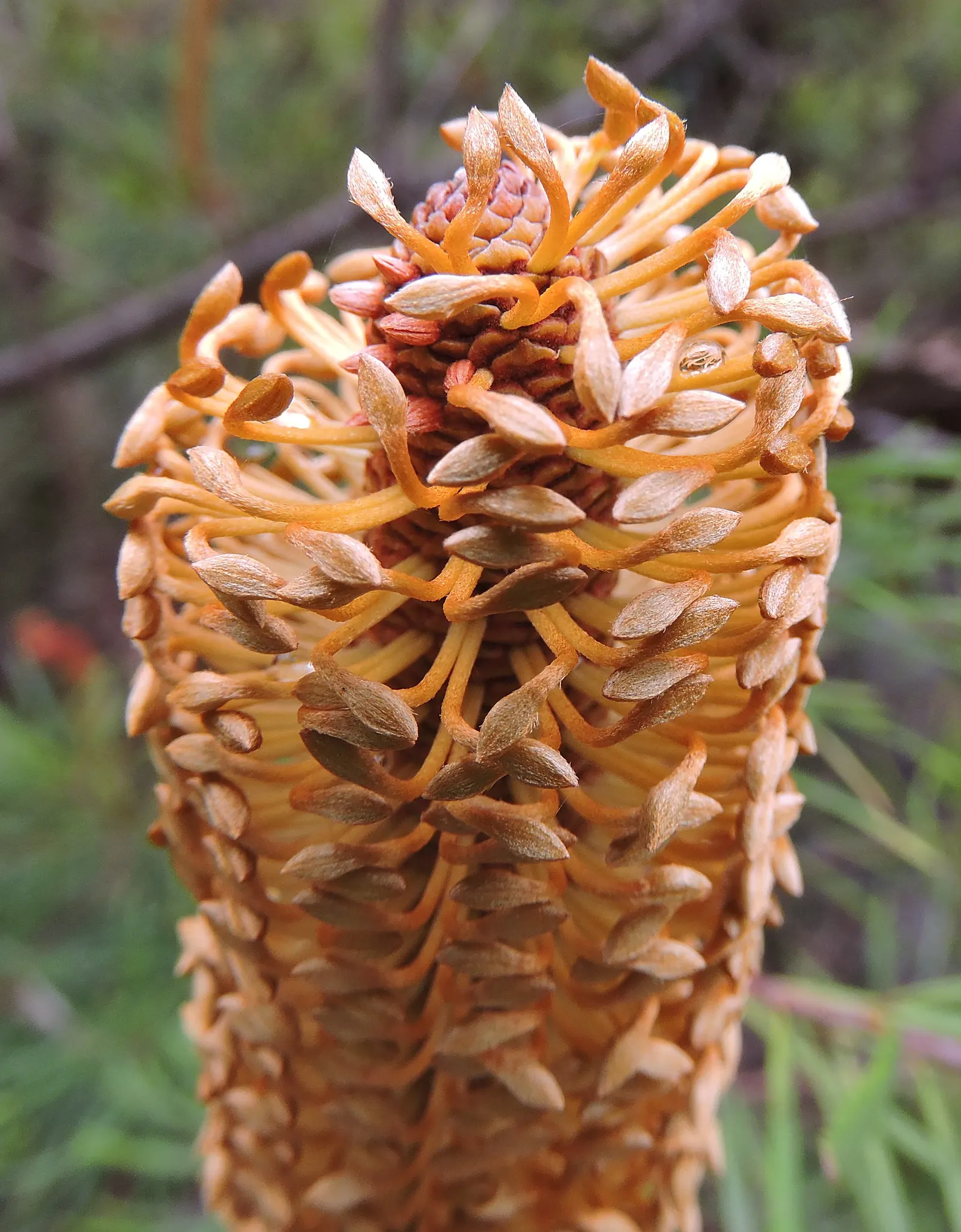 Coast Banksia (Banksia Integrifolia) — including birds and bees.<br><br>Adaptable to a range of soils; evergreen tree native to Australia, image 128