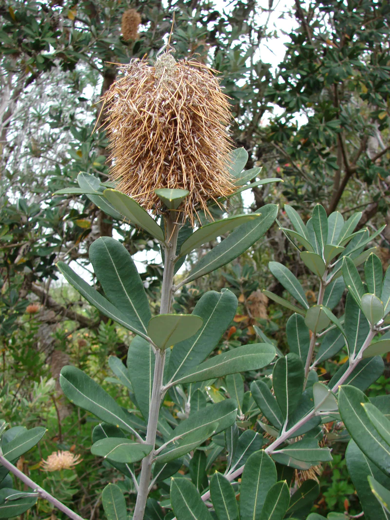 Coast Banksia (Banksia Integrifolia) — Esteemed for its distinctive foliage and striking floral displays; provides year-round interest with its, image 63
