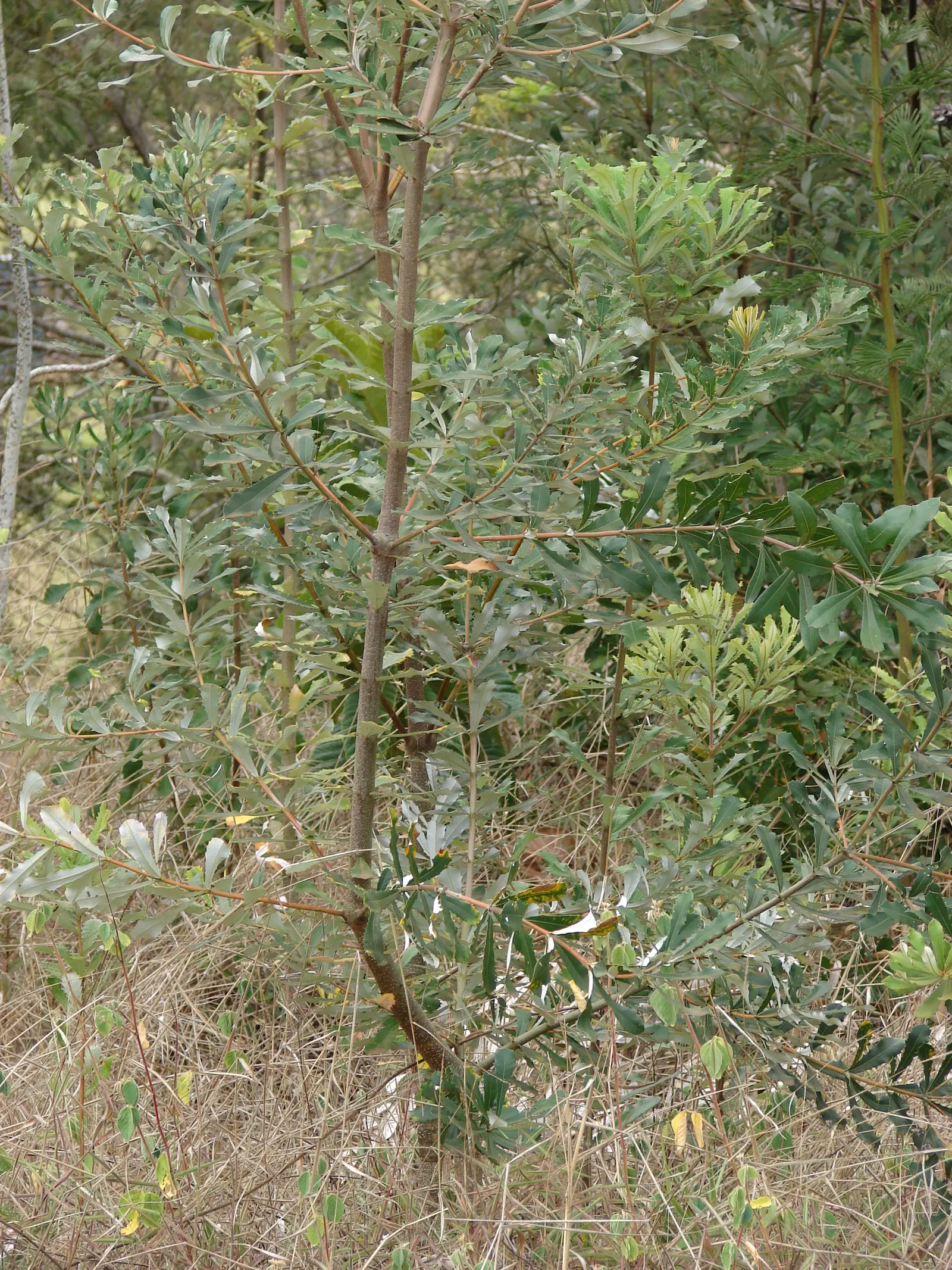 Coast Banksia (Banksia Integrifolia) — It reaches 49-98 feet tall, displaying dark green leaves with silver undersides; flowering commonly occurs, image 84