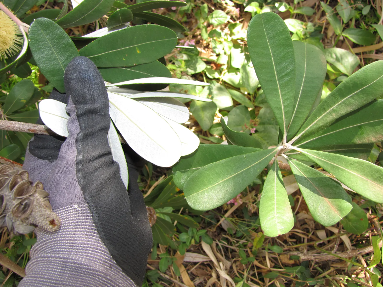 Coast Banksia (Banksia Integrifolia) — measuring 2 to 4 inches in length; it is resilient to salt spray and wind, making it an excellent choice for, image 96