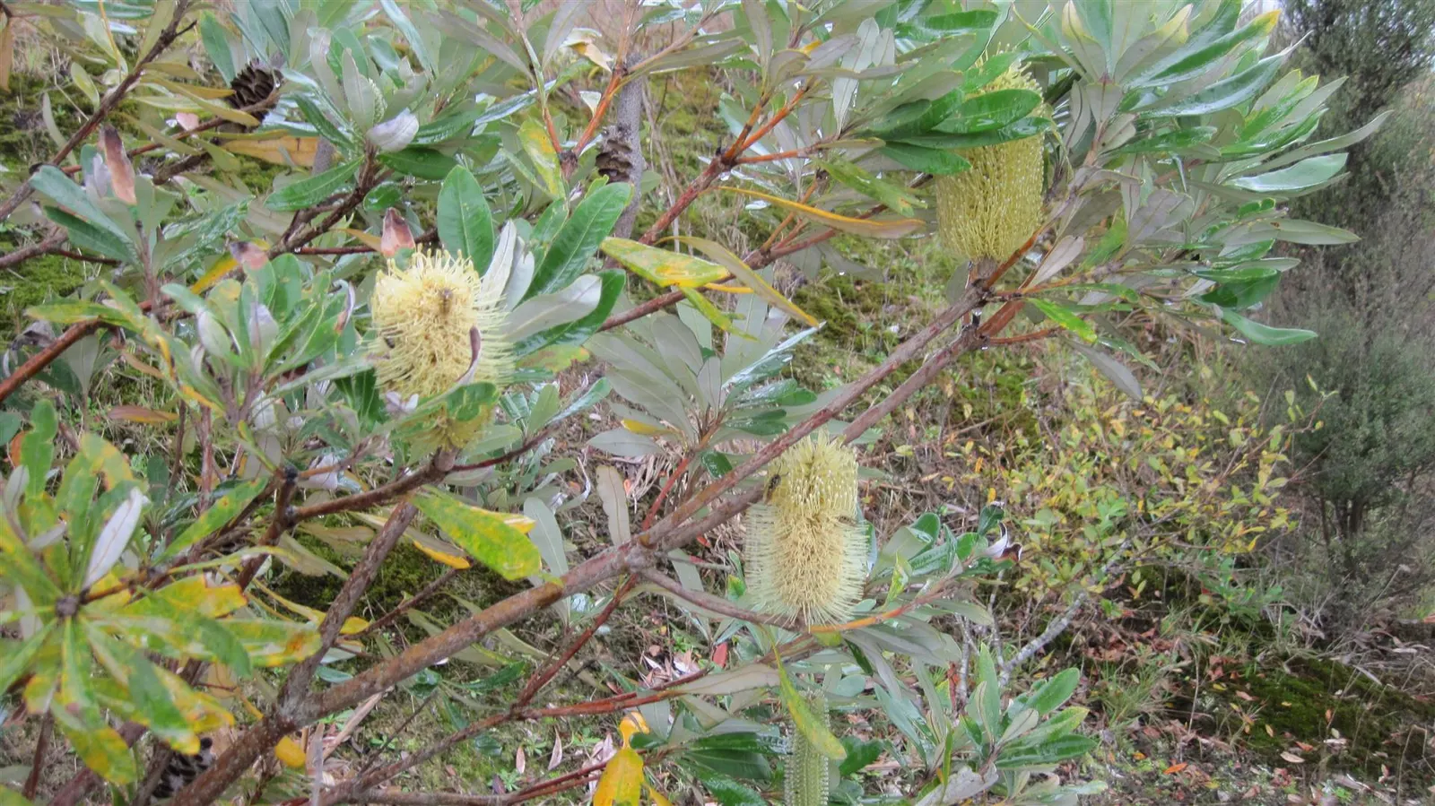 Coast Banksia (Banksia Integrifolia) — shrub / tree with yellow blooms