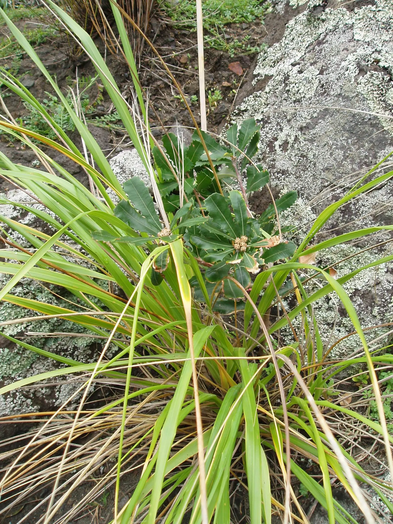 Coast Banksia (Banksia Integrifolia) — scientifically known as Banksia integrifolia