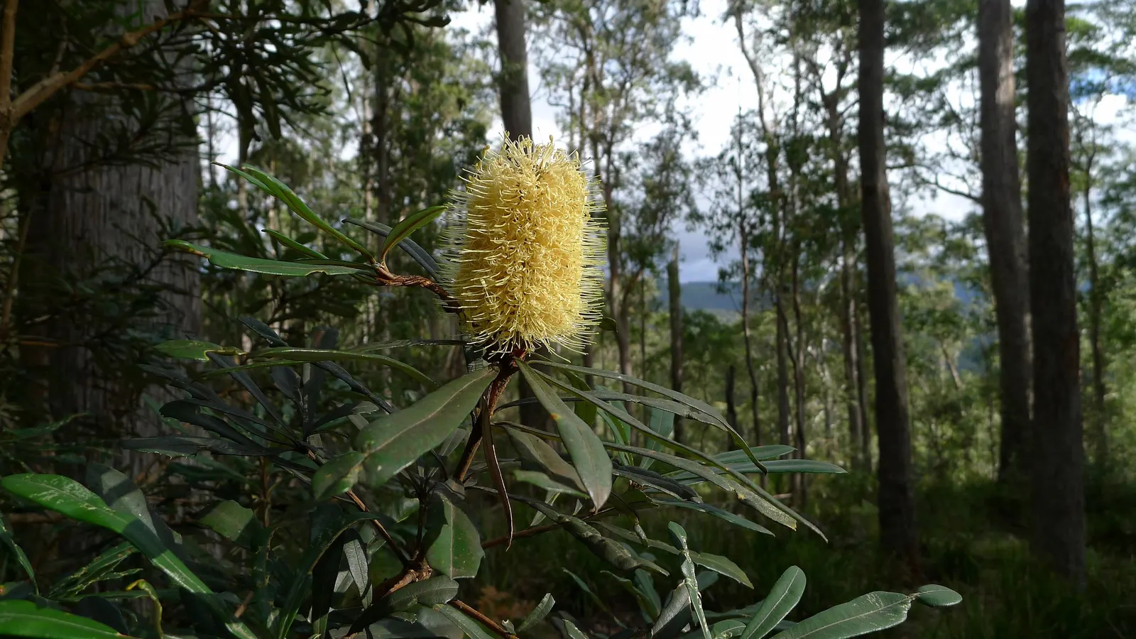 Coast Banksia (Banksia Integrifolia) — It is resilient to salt spray and wind, making it an excellent choice for coastal landscapes; esteemed for, image 129