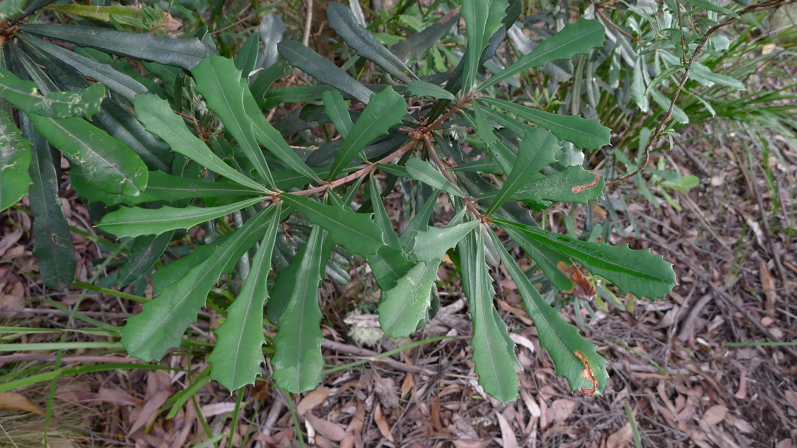 Coast Banksia (Banksia Integrifolia) — The leaves of the Coast Banksia are a deep green above with a silver-grey underside; shrub / tree for full, image 93