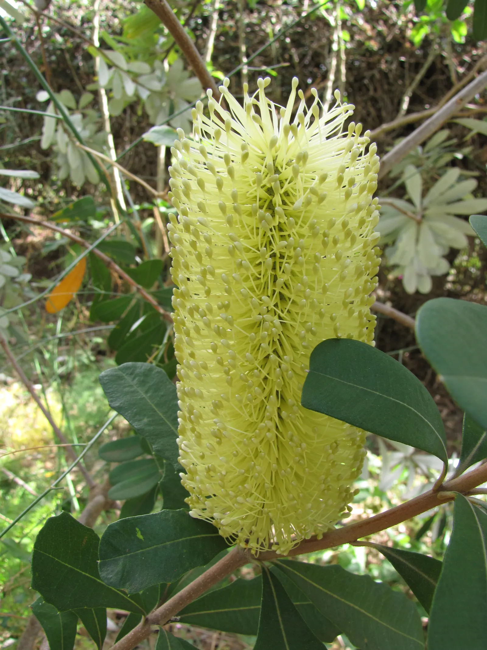 Coast Banksia (Banksia Integrifolia) — offering a striking contrast that catches the eye; scientifically known as Banksia integrifolia