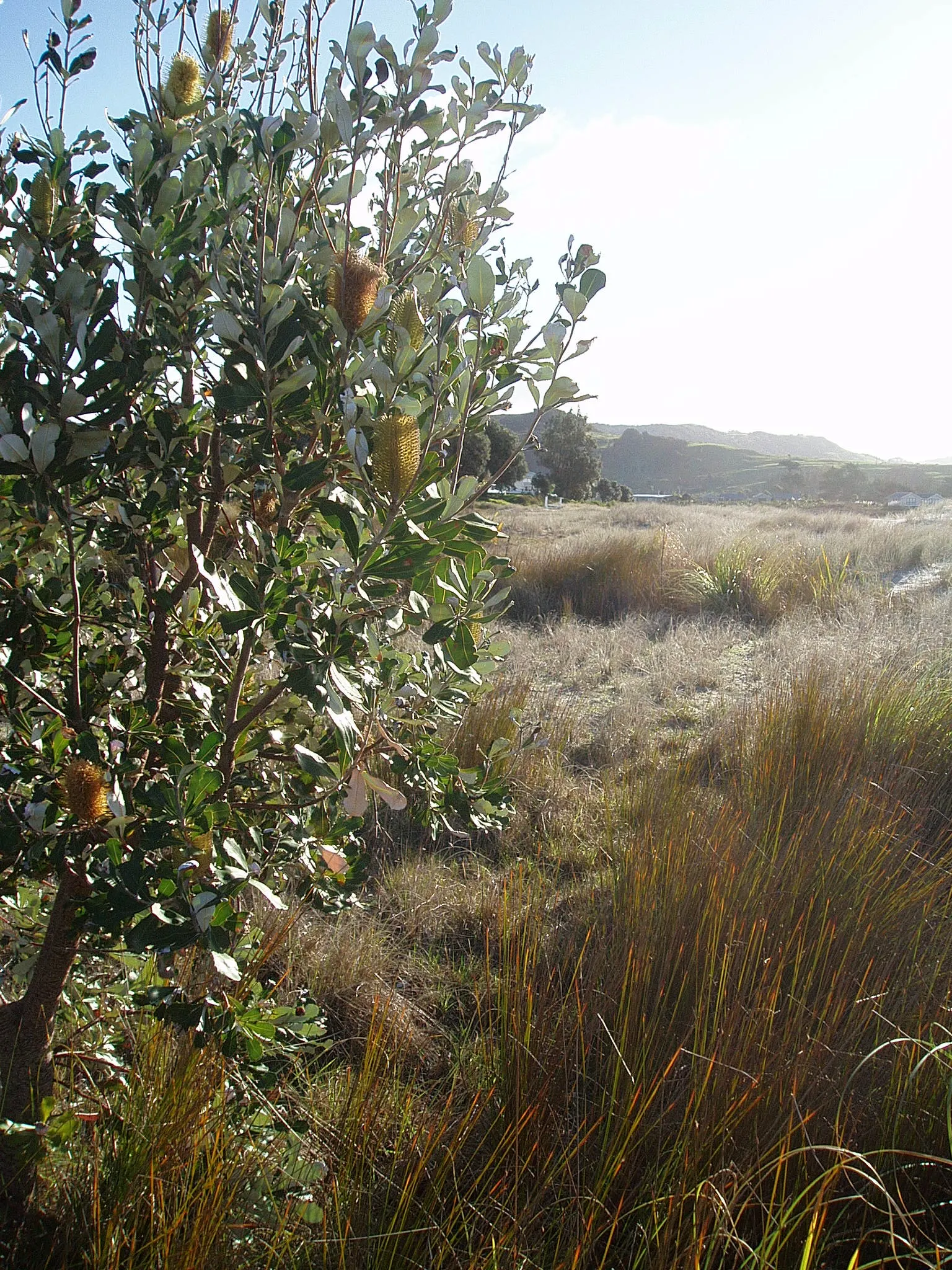 Coast Banksia (Banksia Integrifolia) — It reaches 49-98 feet tall, displaying dark green leaves with silver undersides; flowering commonly occurs from late