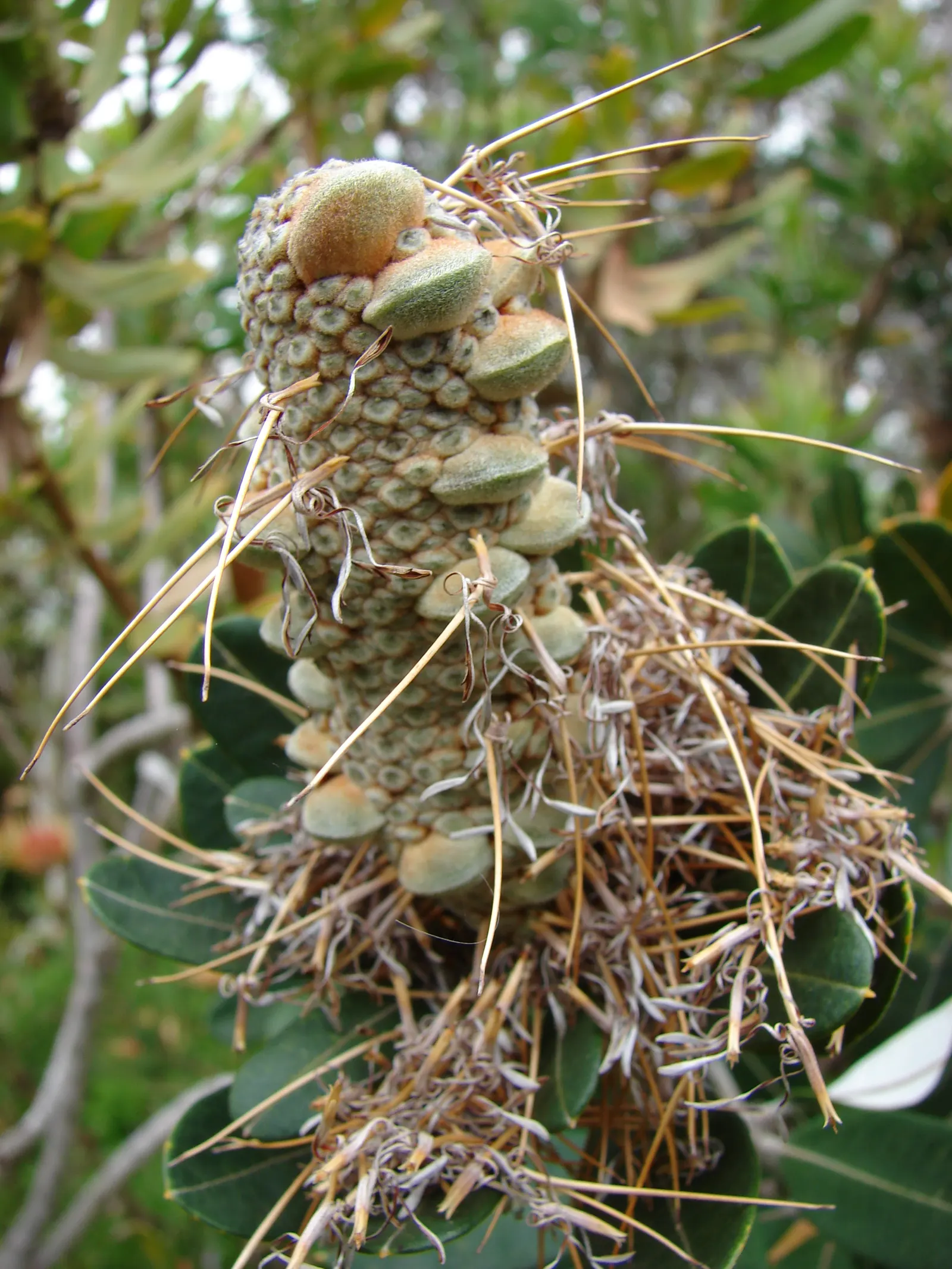 Coast Banksia (Banksia Integrifolia) — scientifically known as Banksia integrifolia; showcasing a bountiful source of nectar that attracts a wide array of
