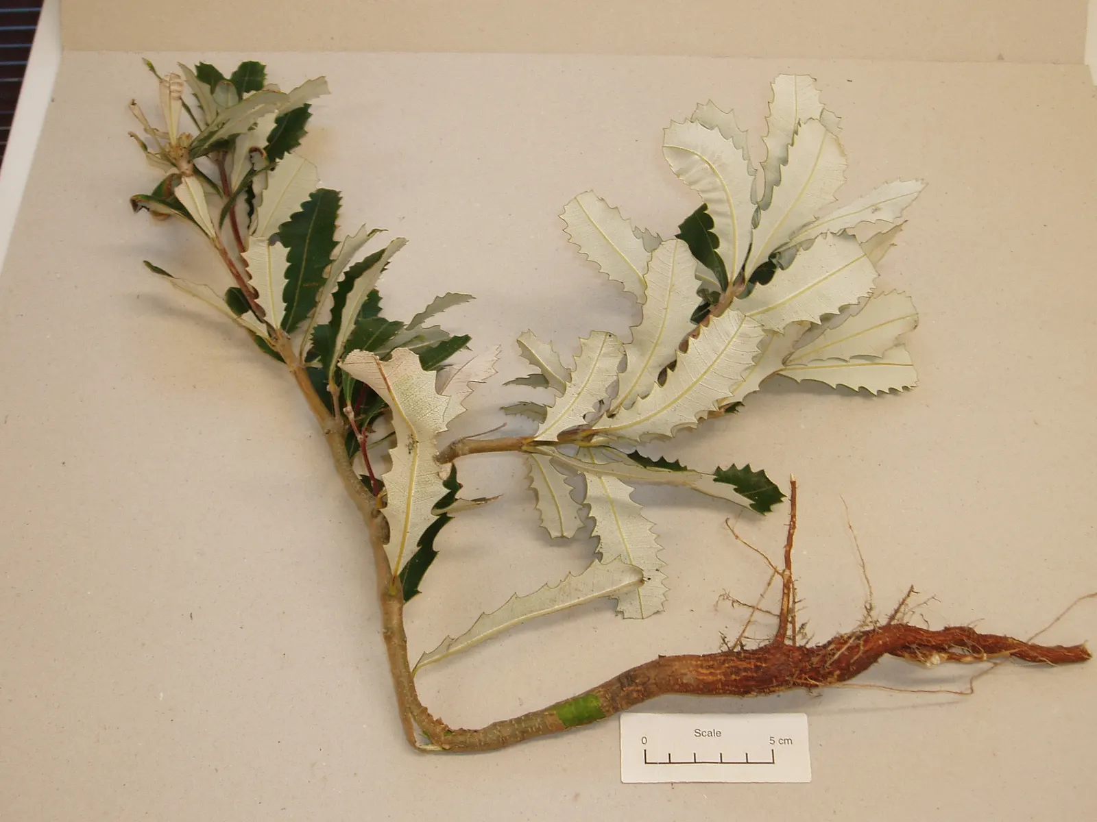 Coast Banksia (Banksia Integrifolia) — measuring 2 to 4 inches in length; it is resilient to salt spray and wind, making it an excellent choice for coastal