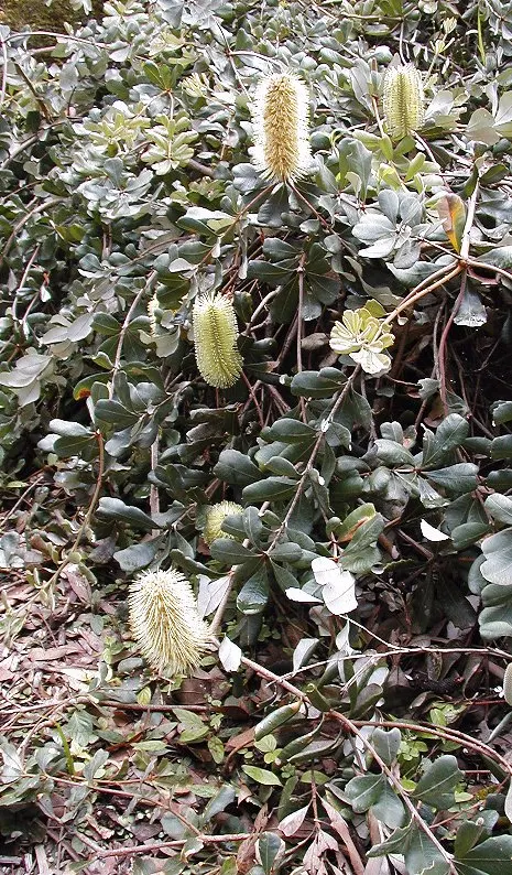Coast Banksia (Banksia Integrifolia) — shrub / tree for full; this makes it a sustainable choice that adds both ecological value and aesthetic, image 108
