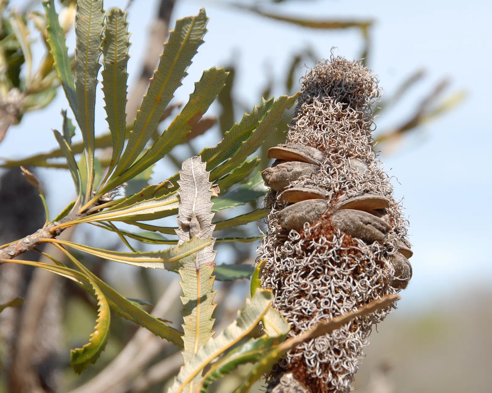 Coast Banksia (Banksia Integrifolia) — requiring minimal additional watering and care