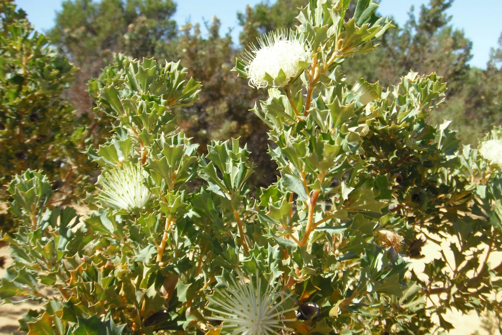 Coast Banksia (Banksia Integrifolia) — is a robust and versatile evergreen tree native to Australia; shrub / tree with yellow blooms
