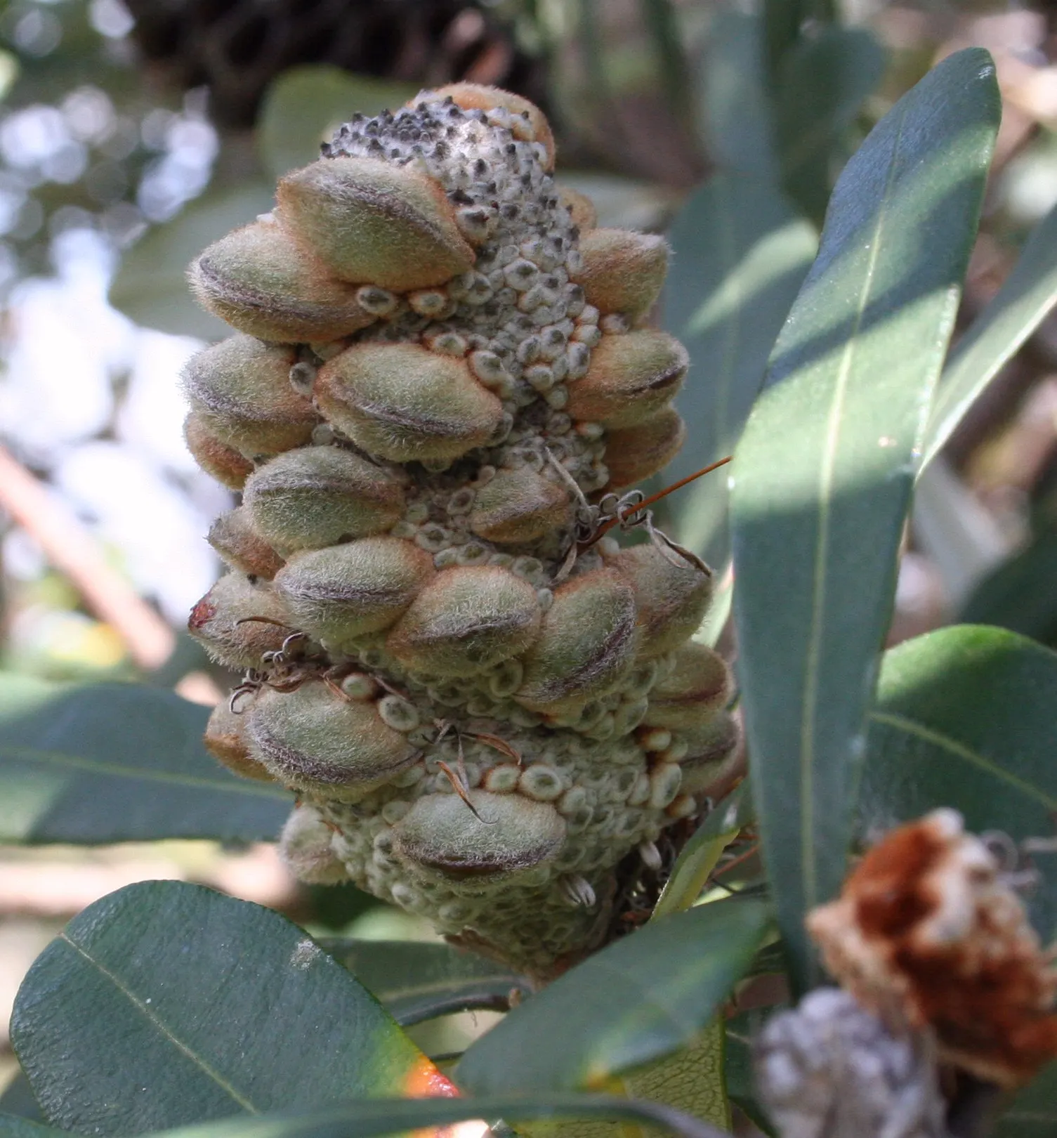 Coast Banksia (Banksia Integrifolia) — offering a striking contrast that catches the eye; scientifically known as Banksia integrifolia, image 67