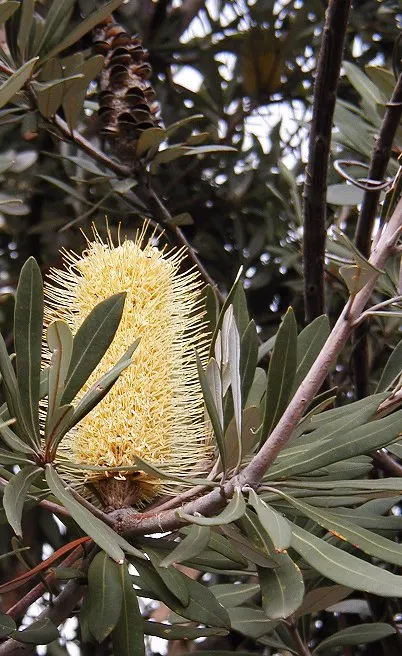 Coast Banksia (Banksia Integrifolia) — These blossoms are pale yellow to greenish in hue and can reach up to 4 inches in length; is a robust and versatile