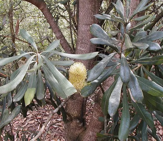 Coast Banksia (Banksia Integrifolia) — Coast Banksia (Banksia integrifolia) is a robust; its pale yellow flower spikes, 4-12 inches long, bloom in, image 109