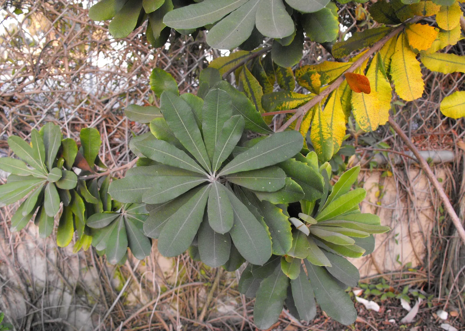 Coast Banksia (Banksia Integrifolia) — measuring 2 to 4 inches in length; it is resilient to salt spray and wind, making it an excellent choice for, image 69
