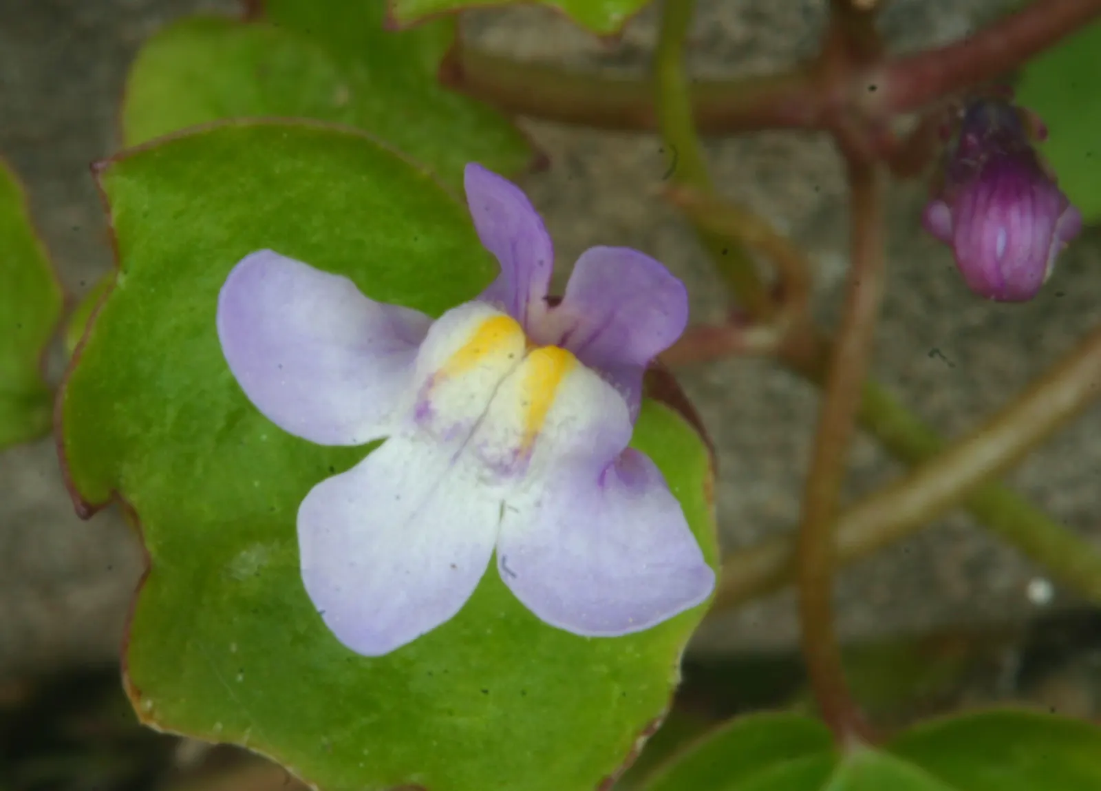 Kenilworth Ivy (Cymbalaria Muralis) — Reaching only 2-3 inches in height, it thrives in zones 4-8 and prefers moist, well-drained soil; filling, image 84