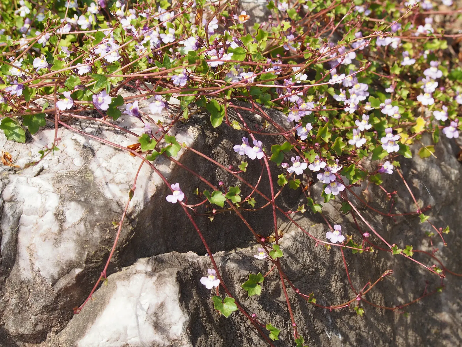 Kenilworth Ivy (Cymbalaria Muralis) — Kenilworth Ivy (Cymbalaria muralis) is a charming, trailing perennial ideal for shade gardens; its prolific, image 55