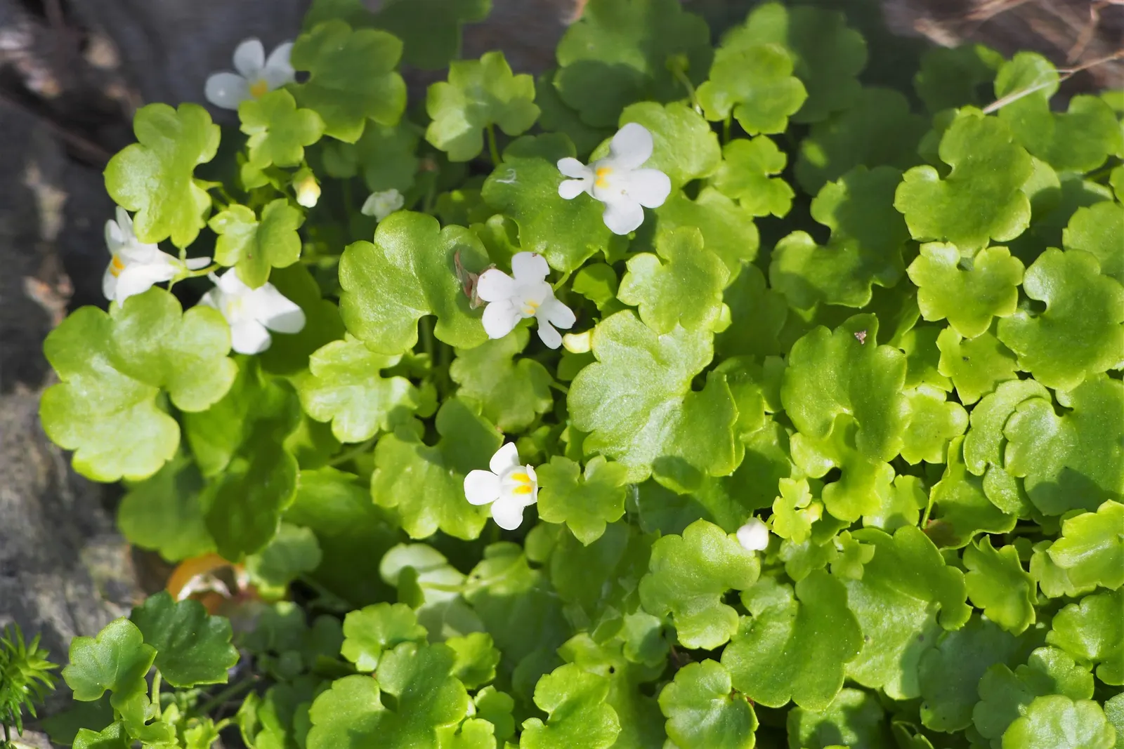 Kenilworth Ivy (Cymbalaria Muralis) — it prefers well-draining soil rich in organic matter.<br><br>Due to its trailing habit and modest height, image 124