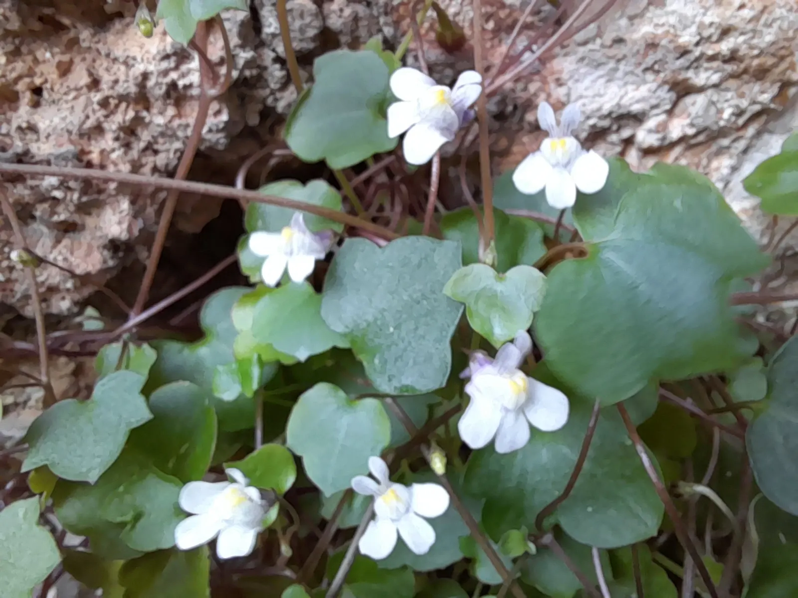 Kenilworth Ivy (Cymbalaria Muralis) — Each flower spans approximately 0.5 inches in diameter.<br><br>As a low-growing ground cover; is a charming perennial