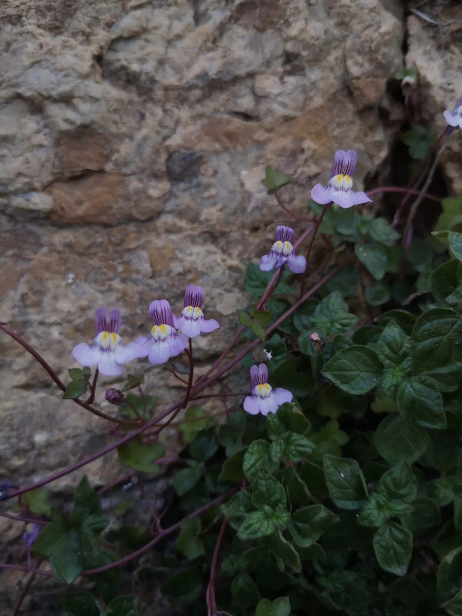 Kenilworth Ivy (Cymbalaria Muralis) — fairy-tale-like ground cover with minimal maintenance